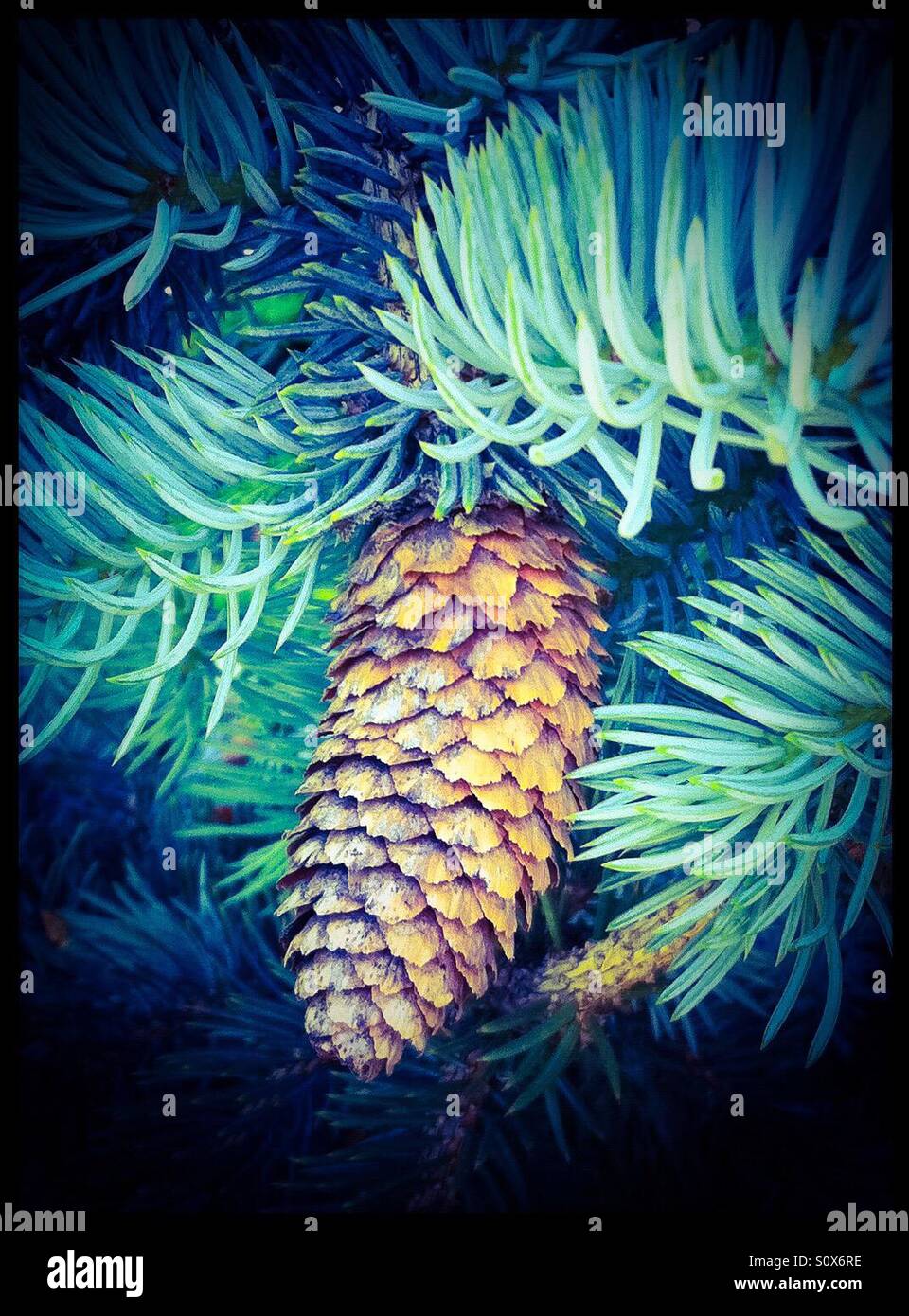 Pine cone Stock Photo