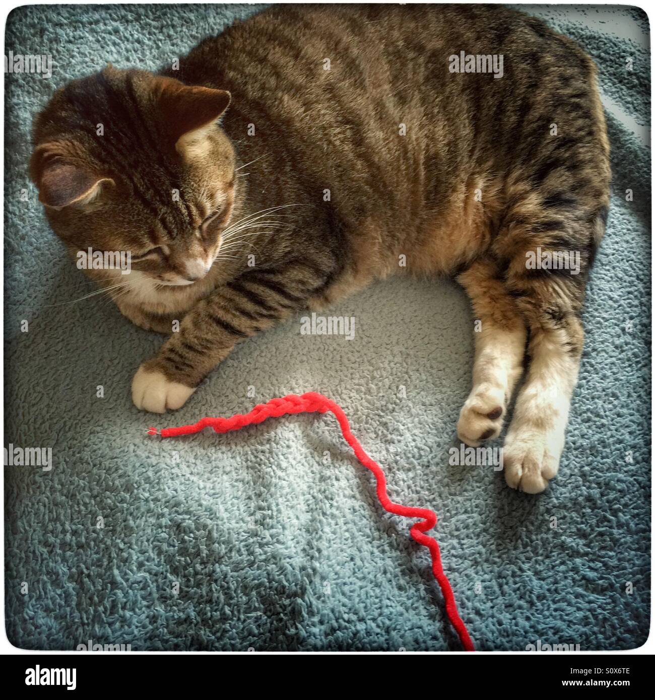 Cat staring intently at red wool. - Smartphone Captured Stock Image