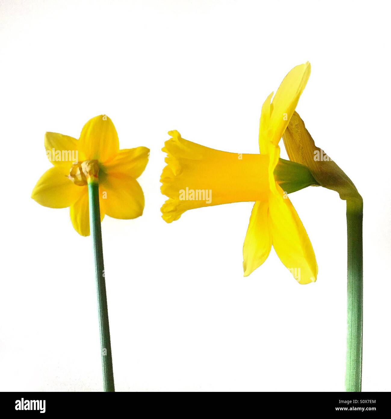 2 daffodils hi-res stock photography and images - Alamy