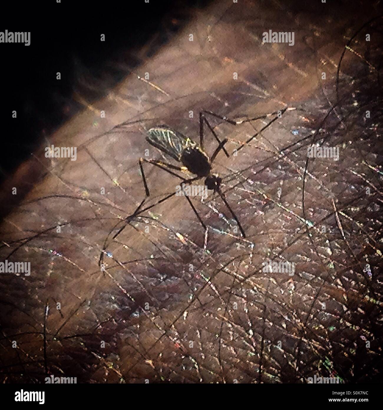 A mosquito bytes a person in Chiapas, Mexico - Smartphone Captured Stock Image