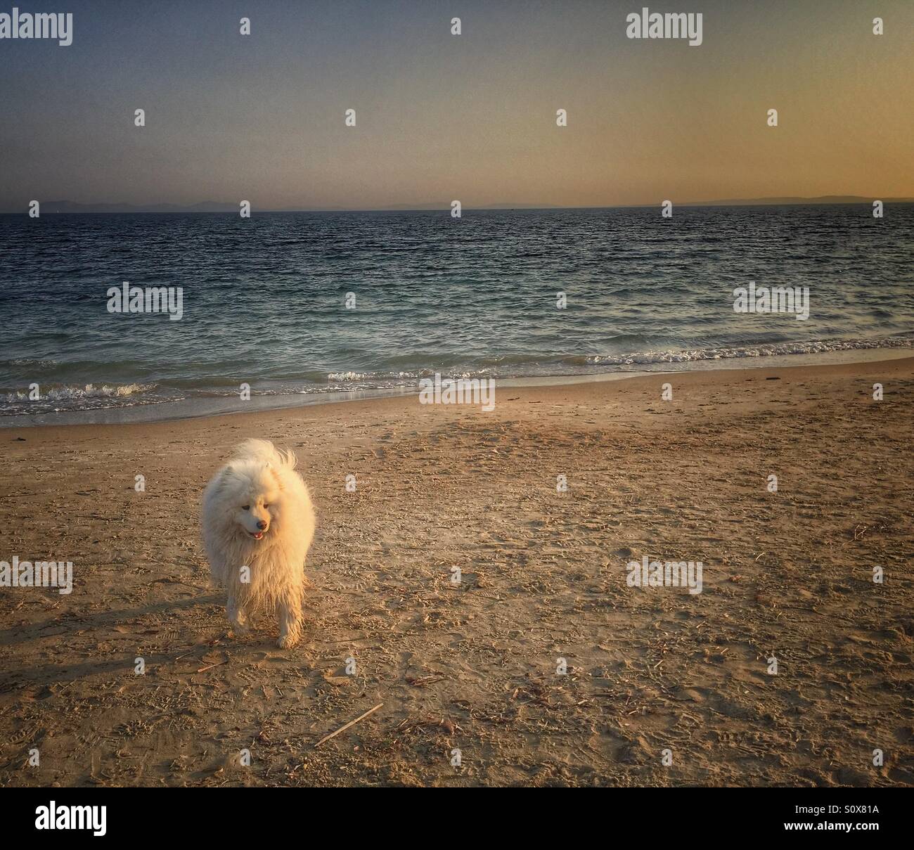 Dog at the beach - Smartphone Captured Stock Image