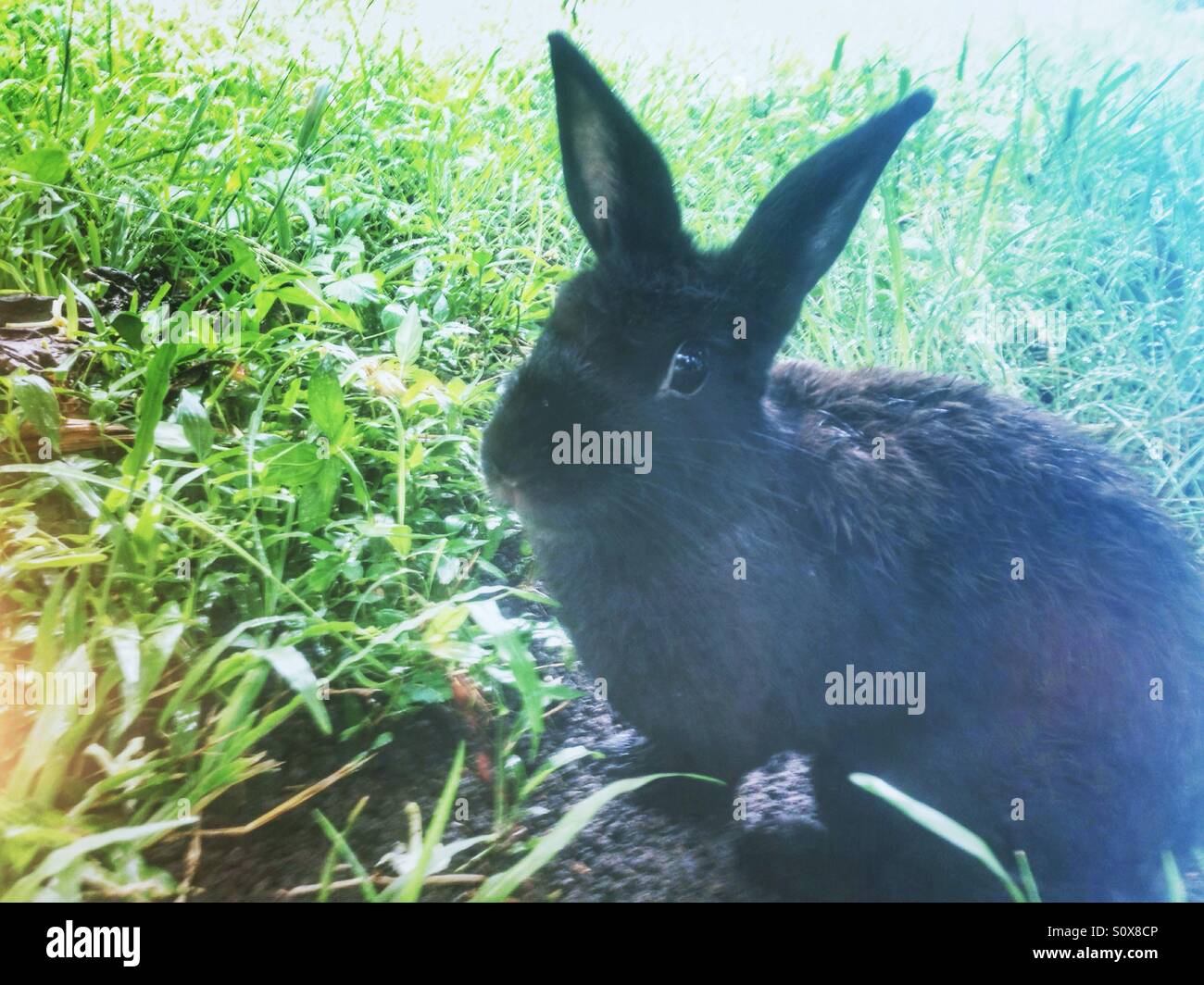 Backyard rabbit after the rain Stock Photo Alamy