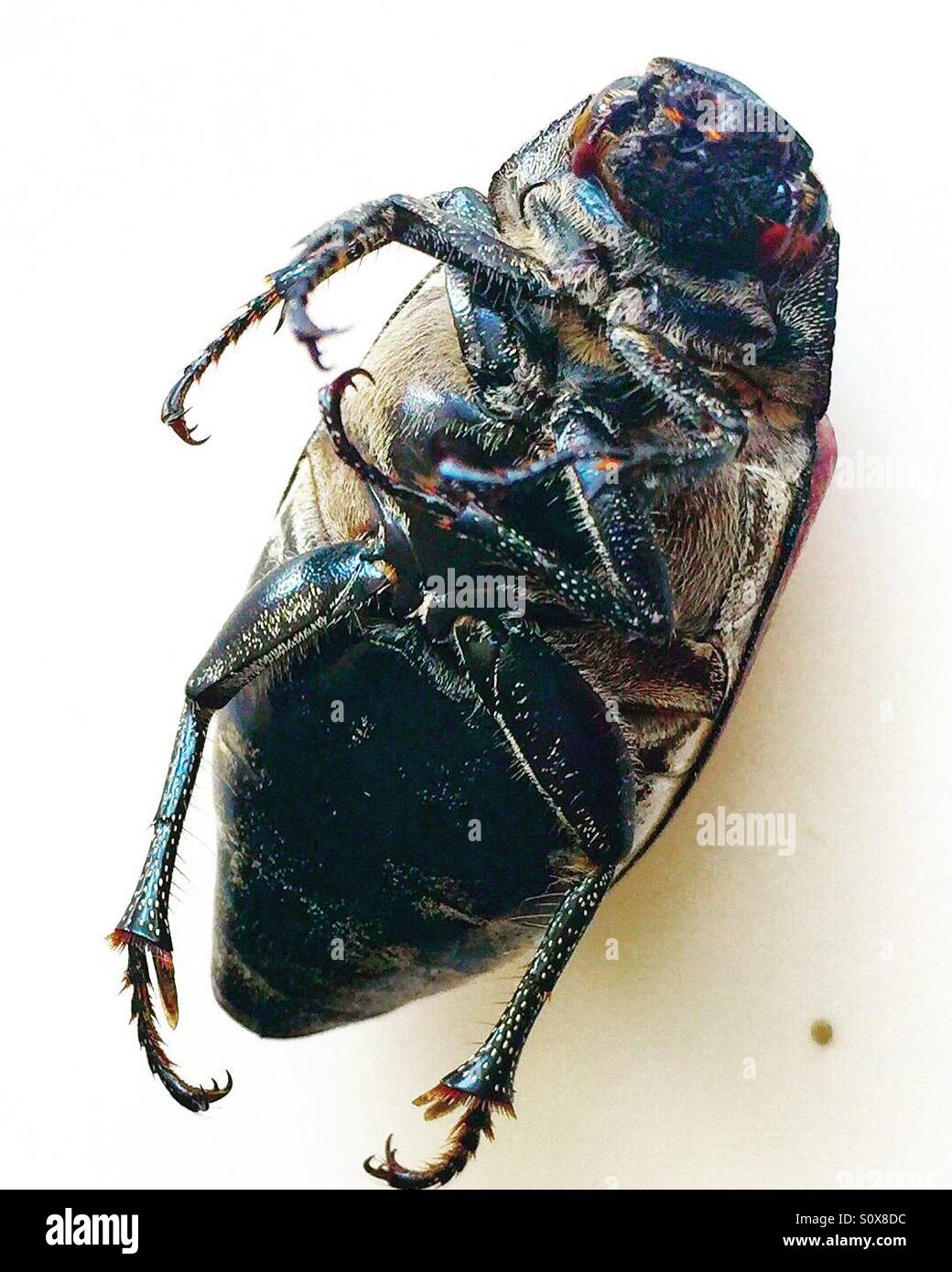 Beetle from Borneo Stock Photo