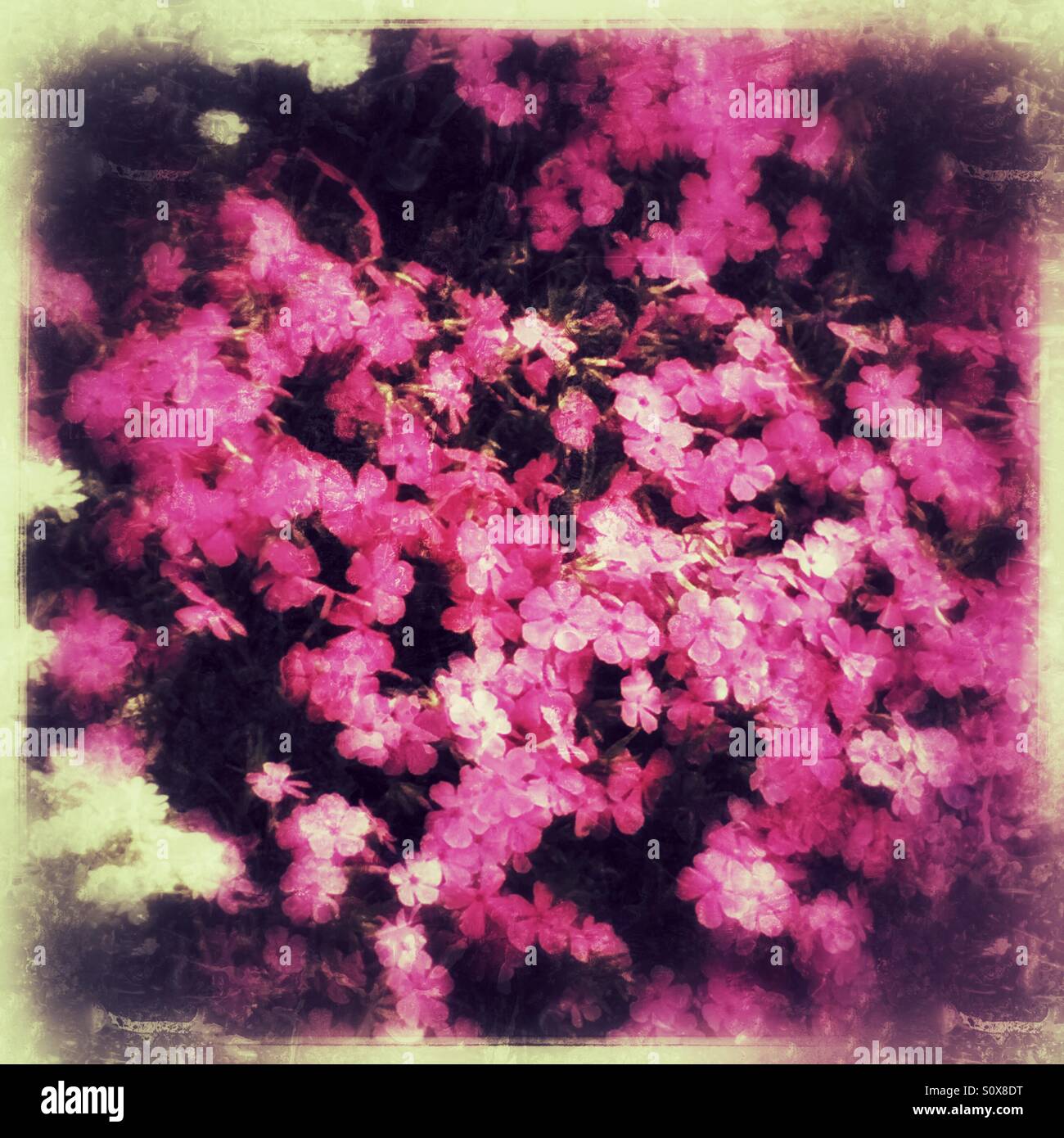 Pink flowers using grunge film Stock Photo