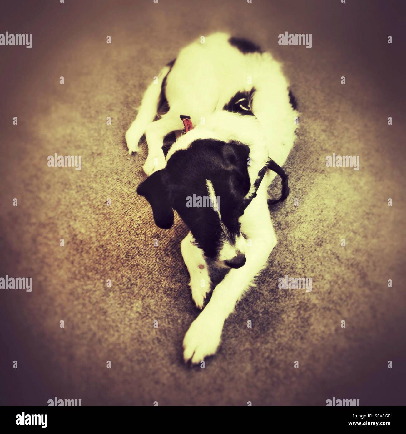 Jack Russell crossbreed pet dog - Smartphone Captured Stock Image