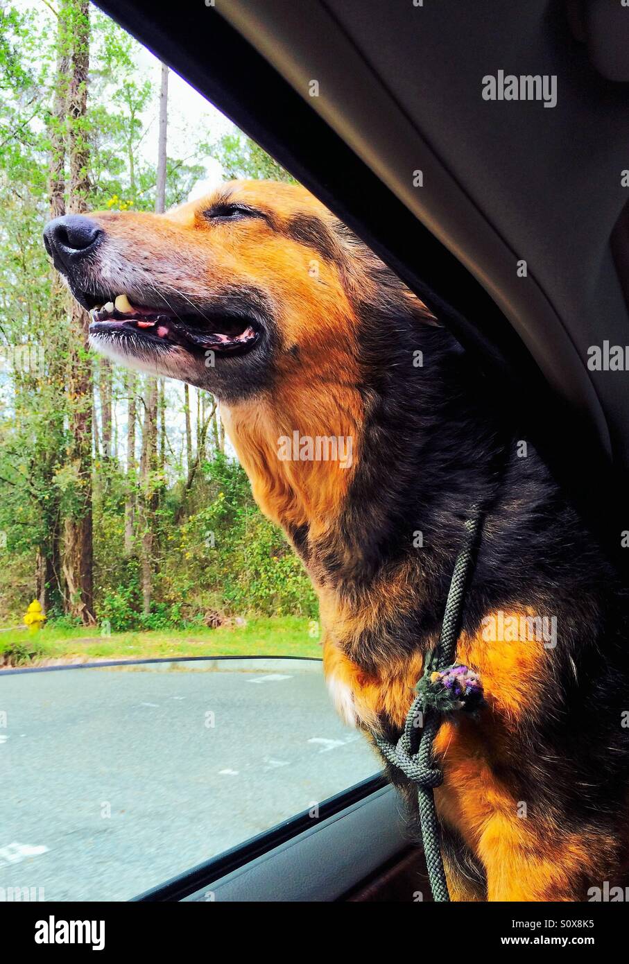 A happy dog riding in a car with its head outside the window - Smartphone Captured Stock Image