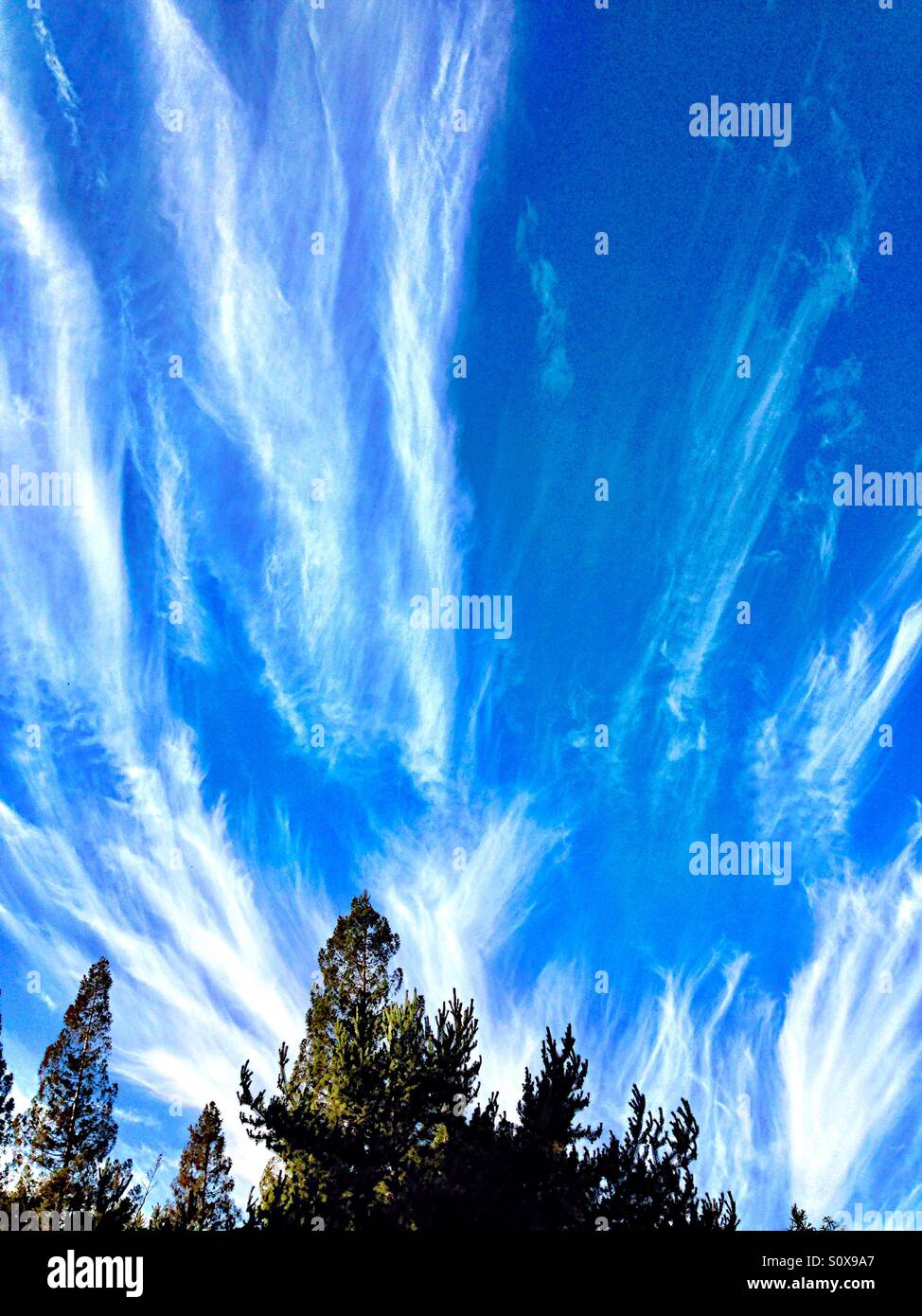 Thin white clouds in a blue sky over evergreen trees - Smartphone Captured Stock Image