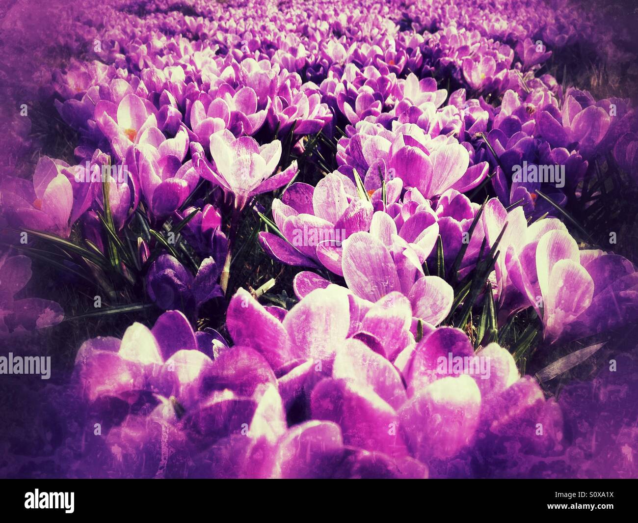 Purple crocuses - Smartphone Captured Stock Image