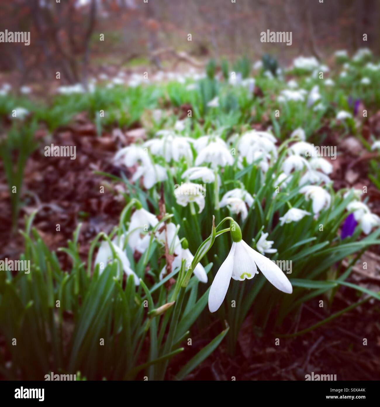 White snow drop growing wild in woods - Smartphone Captured Stock Image
