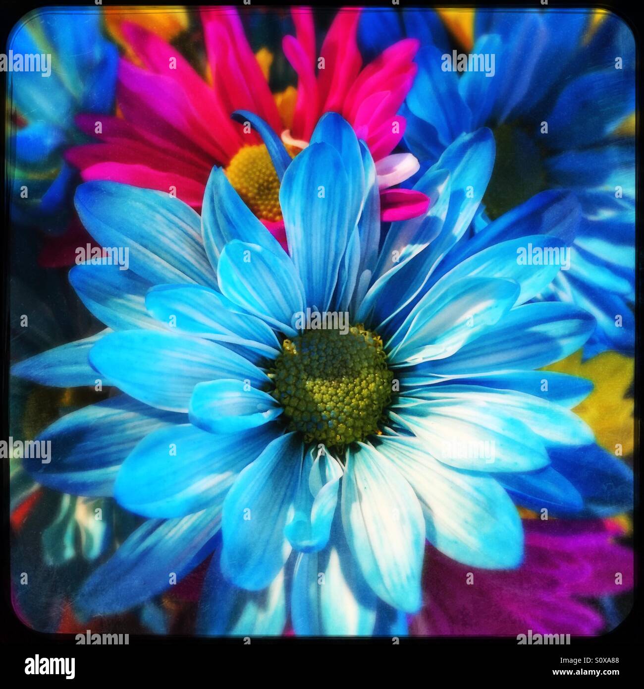 Colorful spring flowers Stock Photo - Alamy