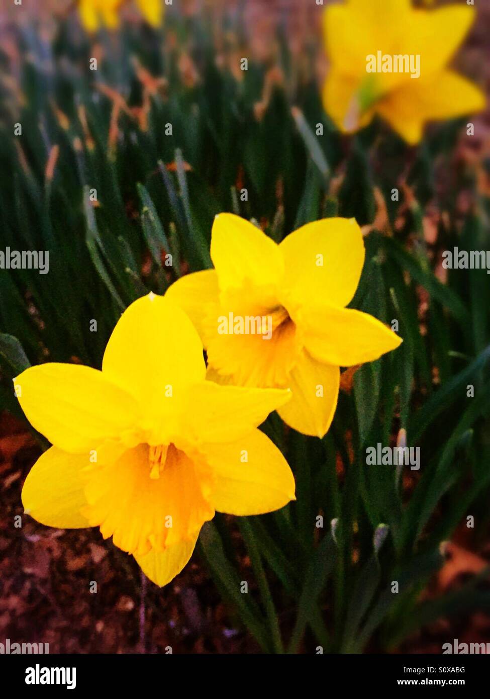 Yellow Springtime Daffodils Stock Photo