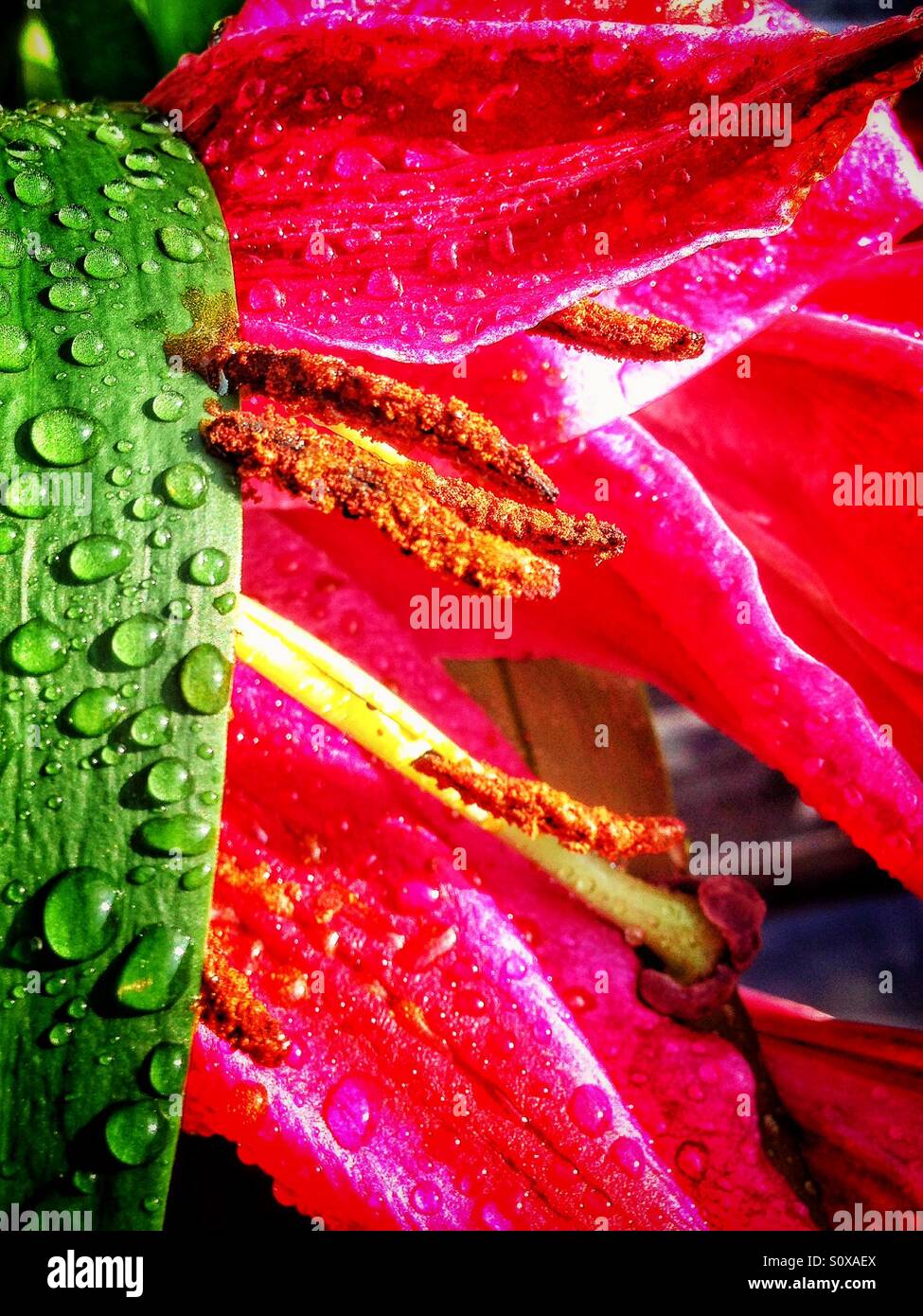 Water on lilies Stock Photo - Alamy