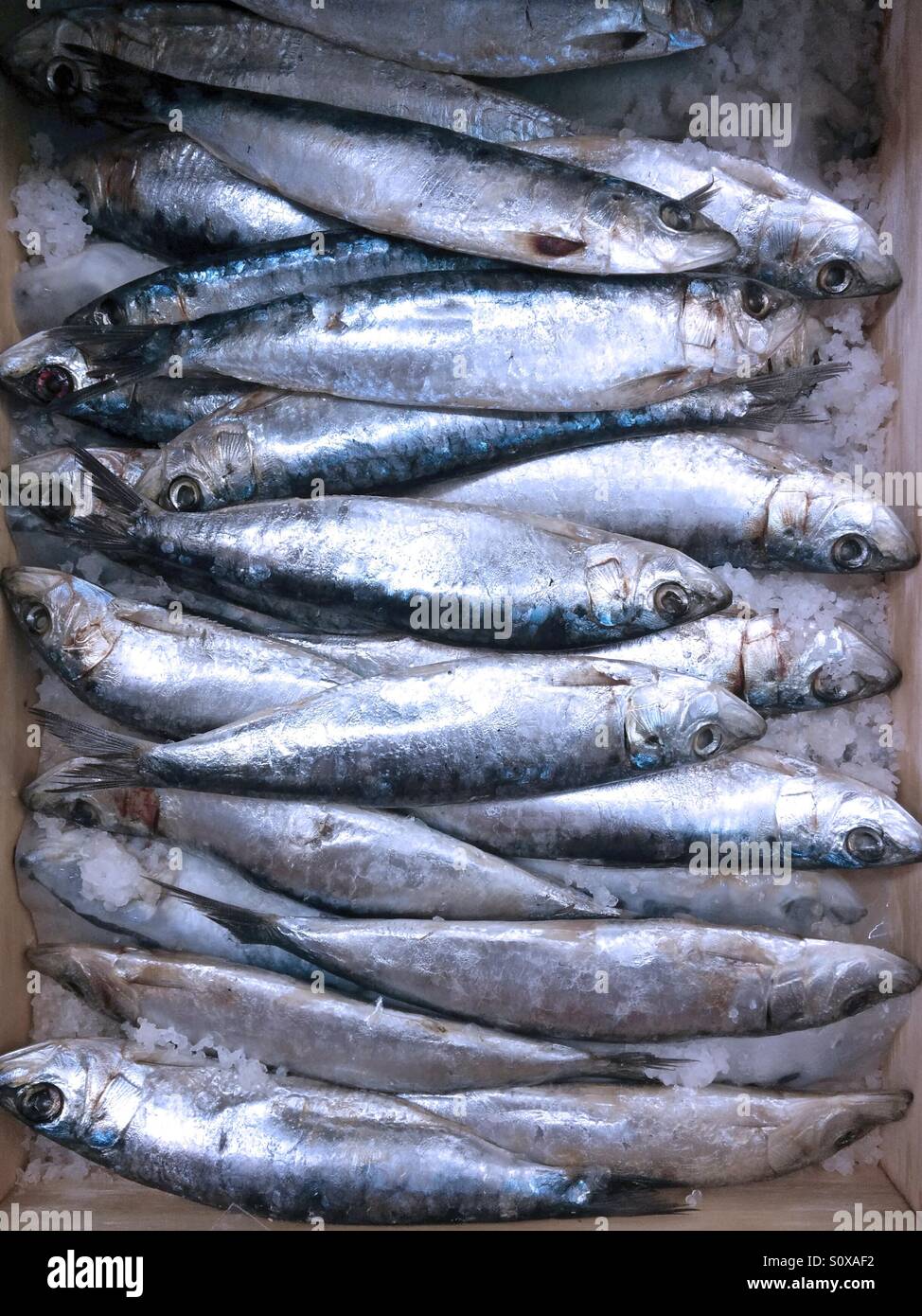 Salted sardines for sale Stock Photo Alamy