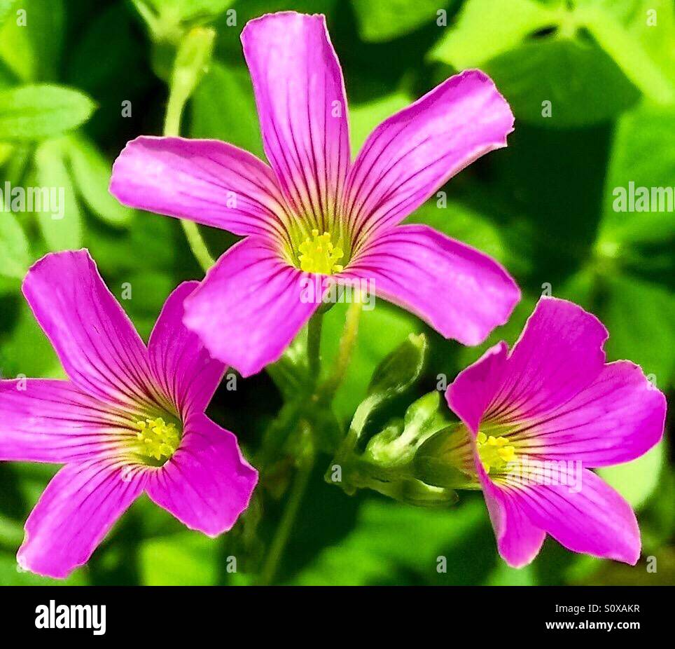 Pink Wood Sorrel blooms in close-up with green background, Oxalis articulata rubra - Smartphone Captured Stock Image