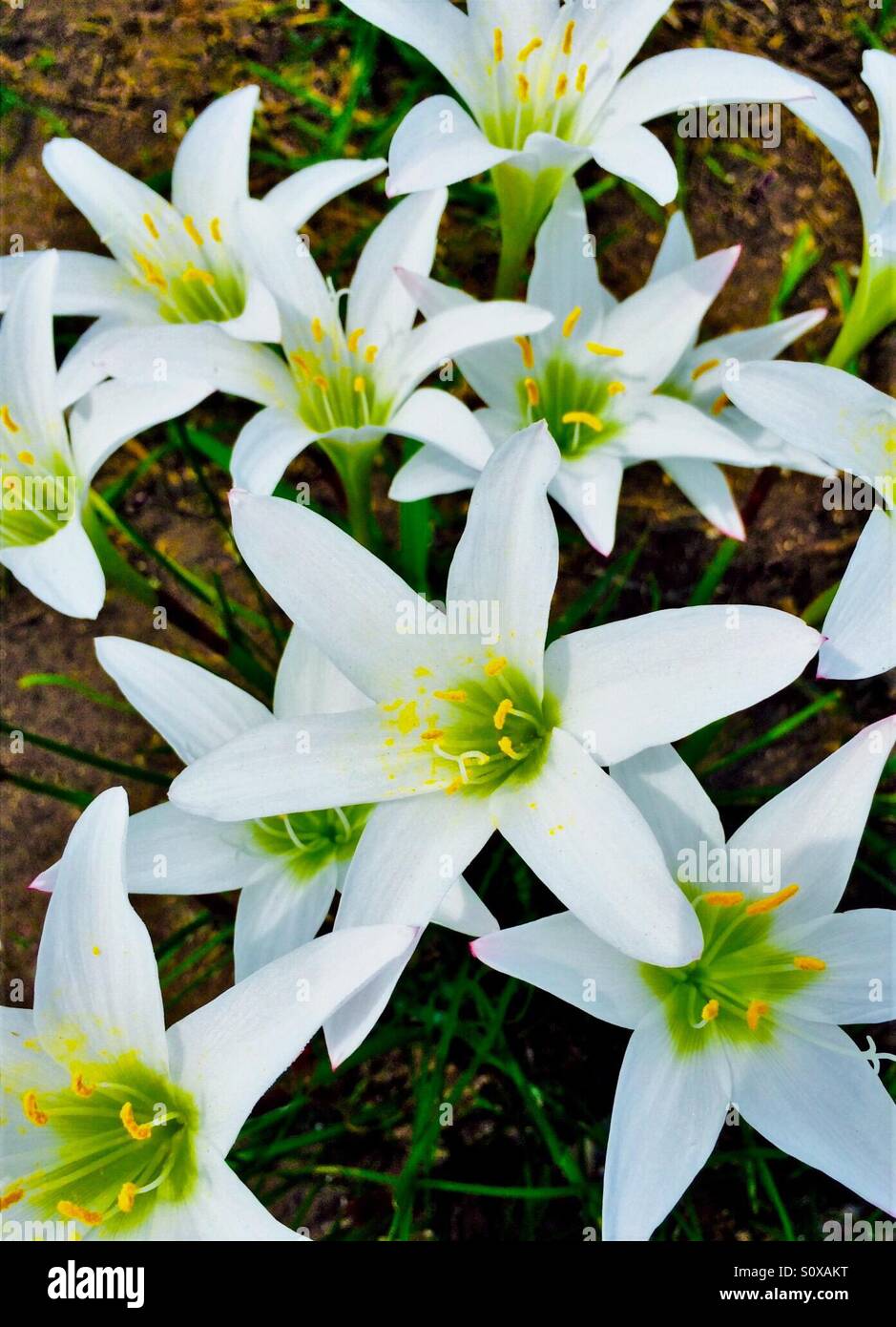 Rain Lily Blooms bursting forth in Spring - Smartphone Captured Stock Image