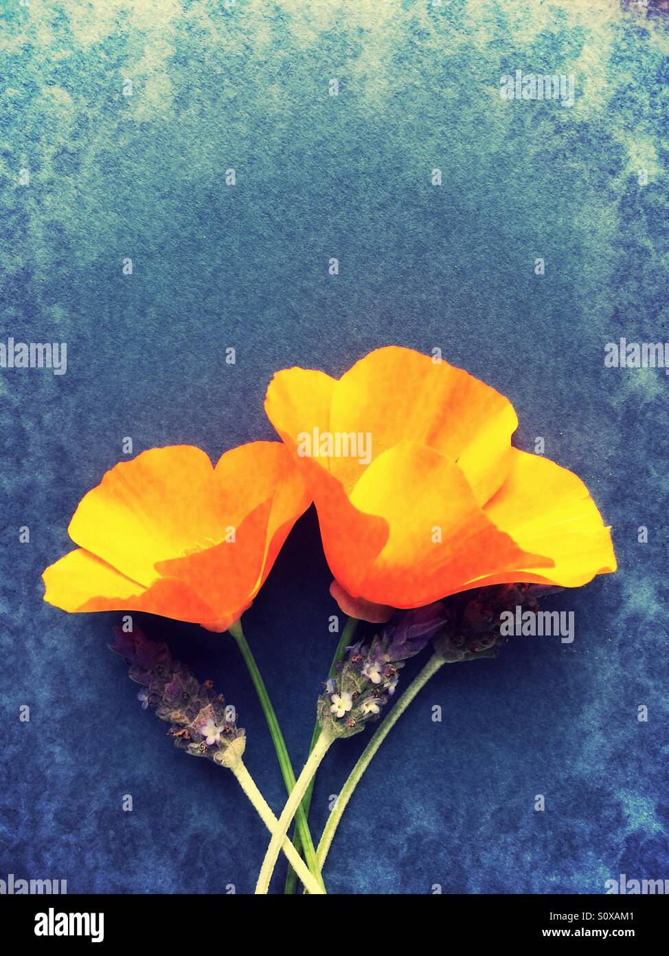 California poppies, lavender and copy space - Smartphone Captured Stock Image