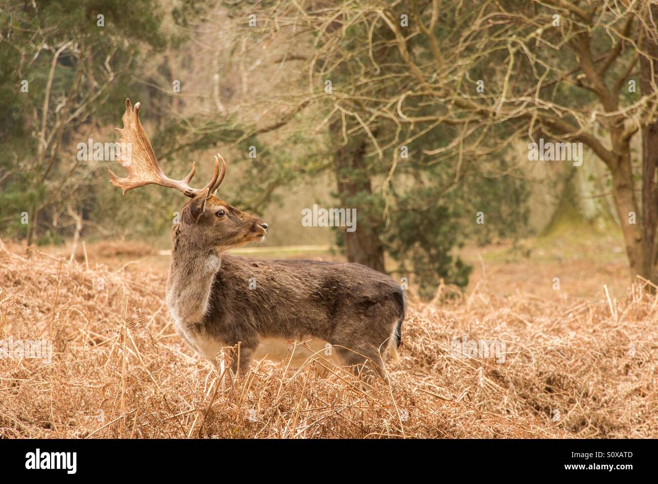 Looking a lot like Spring Stock Photo - Alamy