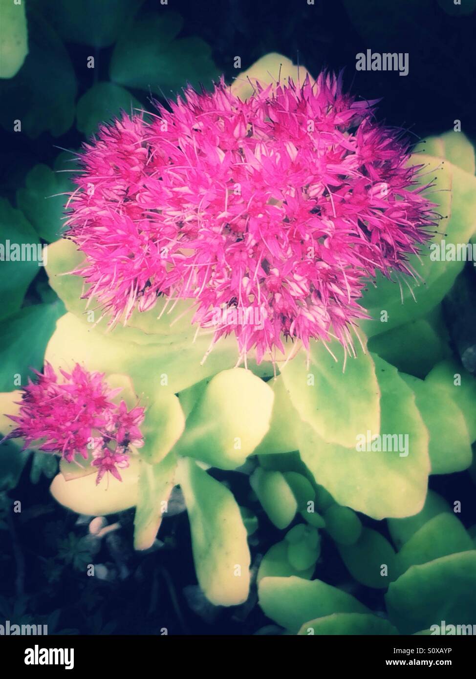 Pink flowers sedum plant Stock Photo
