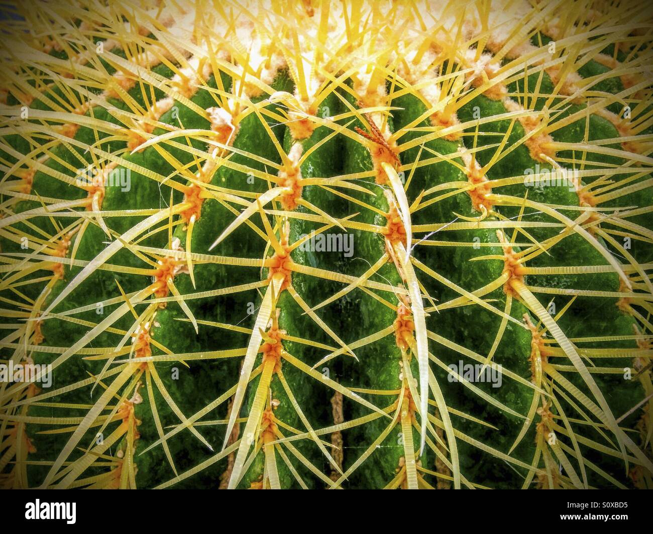 Echinocactus Grusonii – Cactus A Botte D'Oro – Spine Robustissime - Foto 2