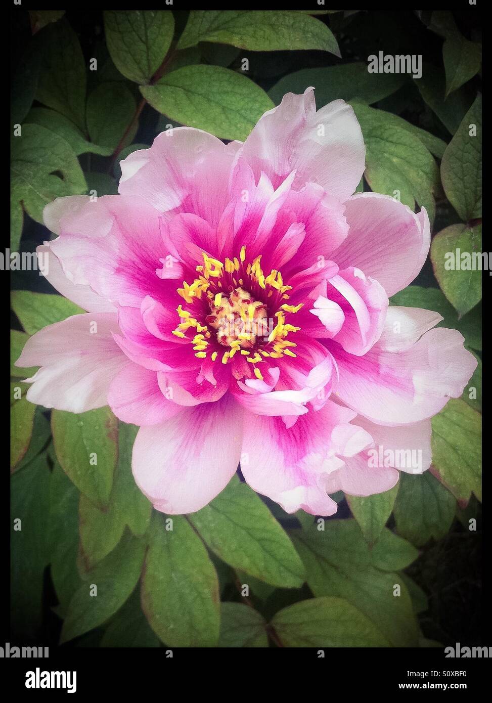Pink Peony against green leaves Stock Photo