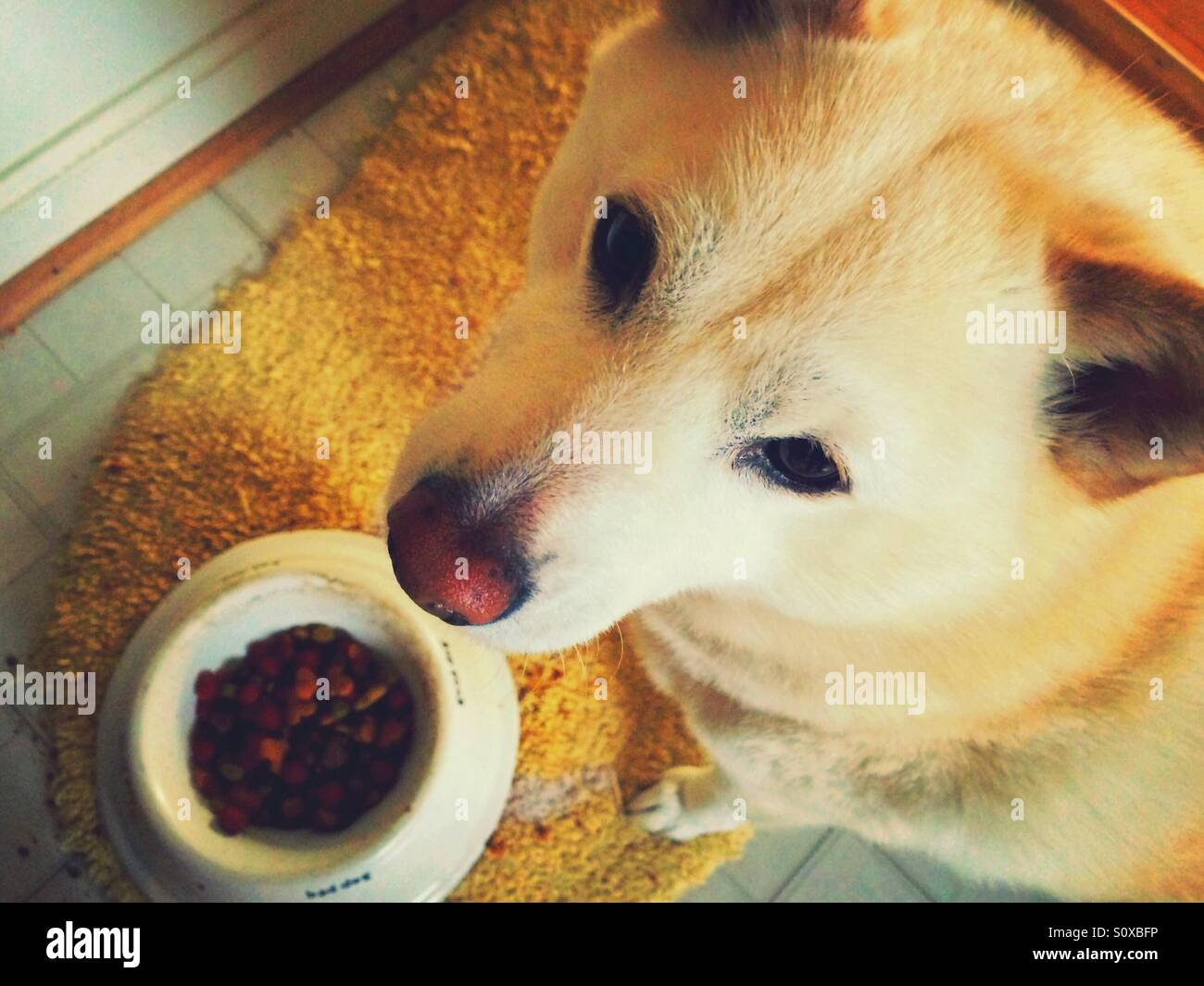 Shiba Inu Breakfast - Smartphone Captured Stock Image