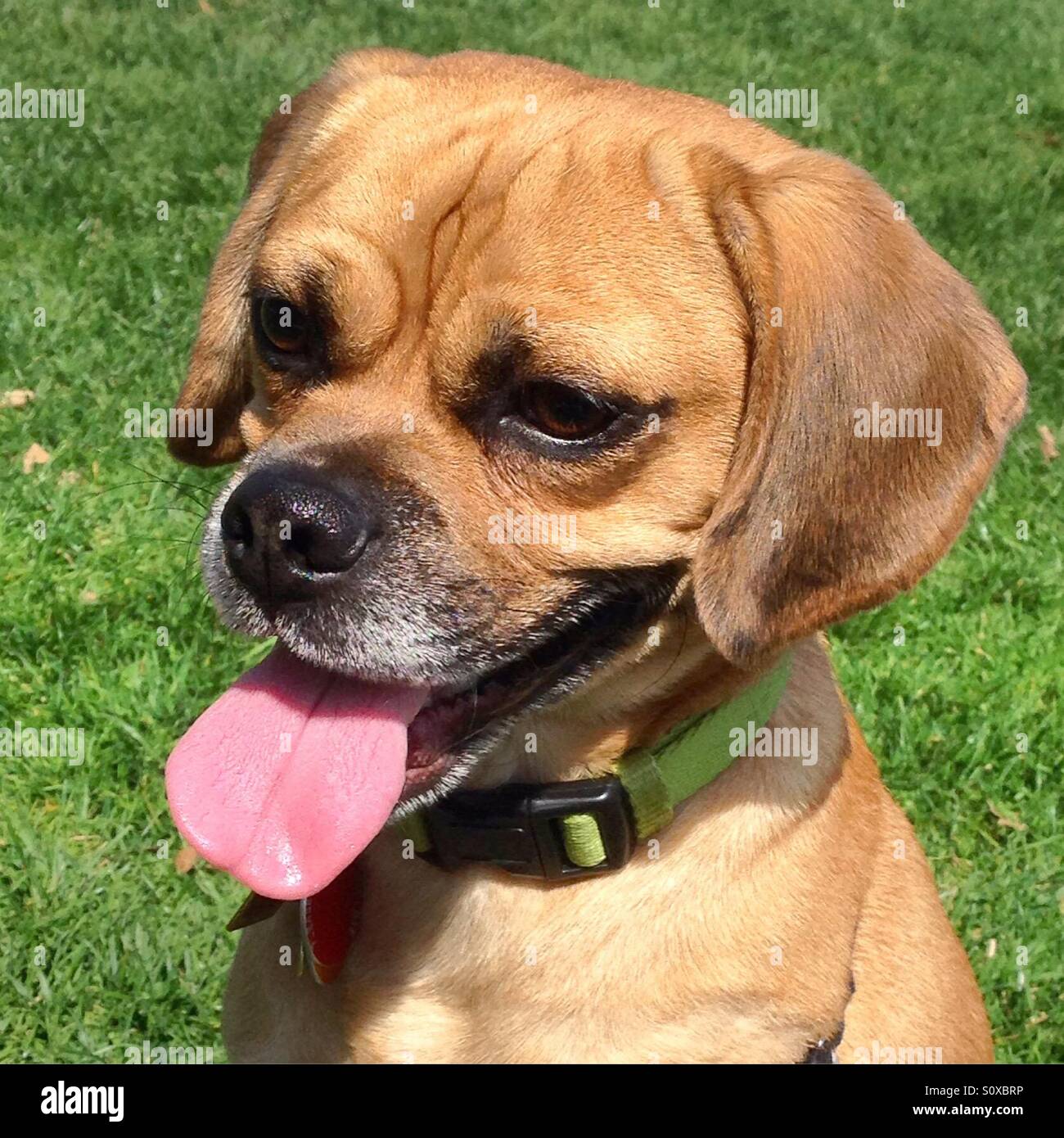 Dill the puggle in Central Park, Summer 2015 Stock Photo