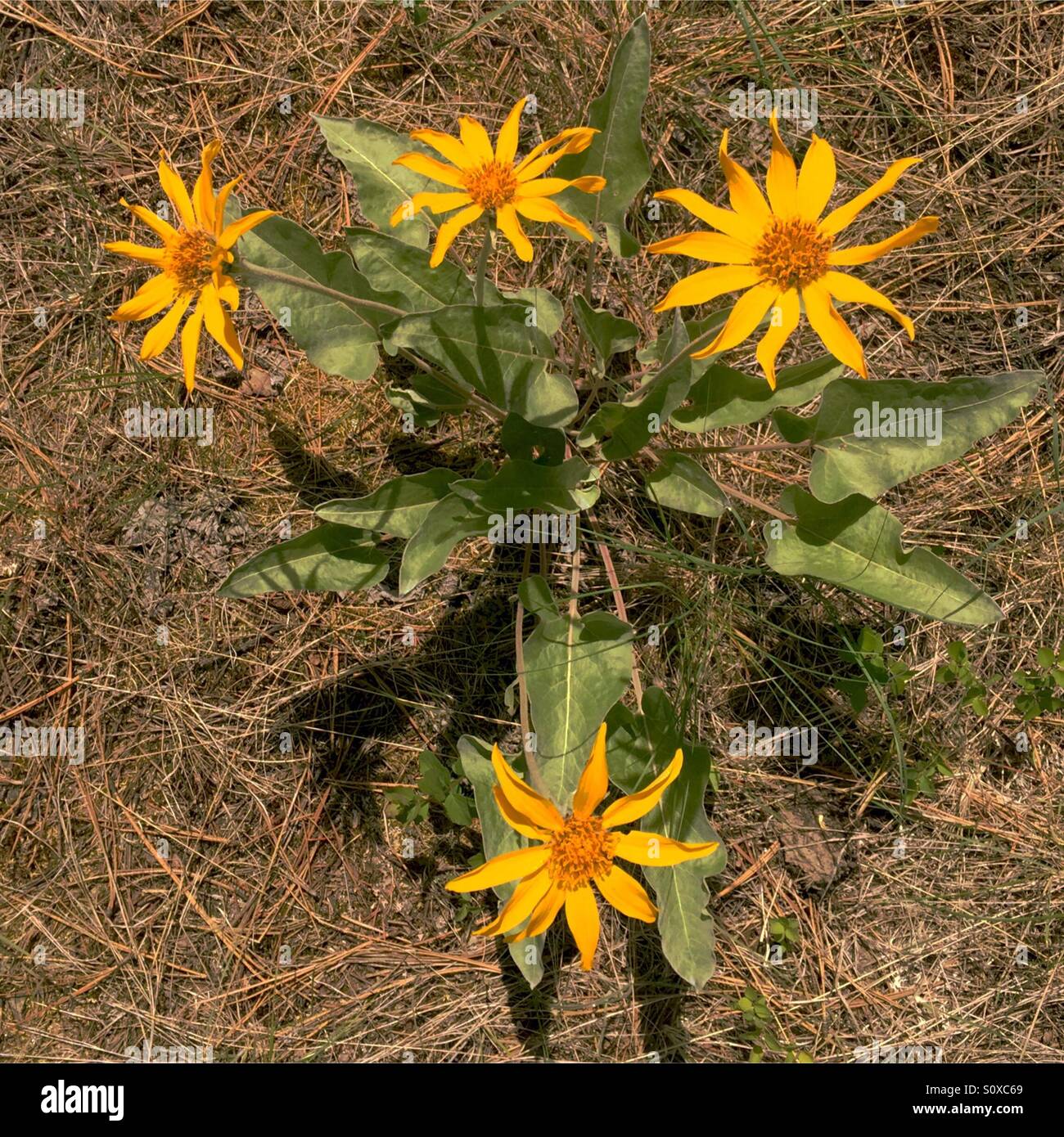 Okanagan wild flowers hires stock photography and images Alamy