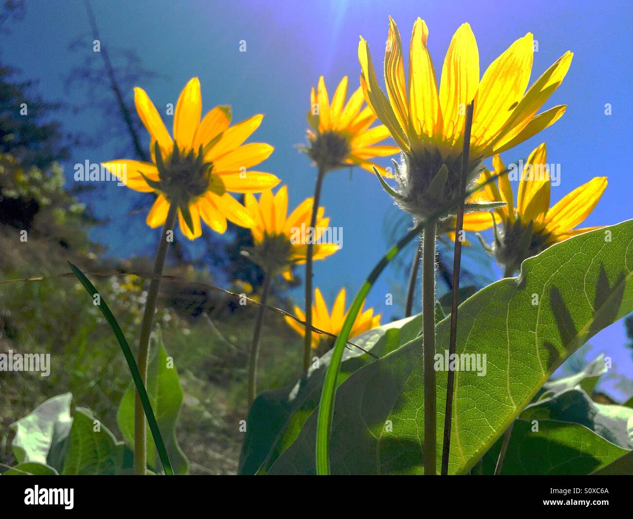 Low angle view of yellow spring sunflowers in full bloom against the bright blue sky on a spring day in the Okanagan, British Columbia. - Smartphone Captured Stock Image