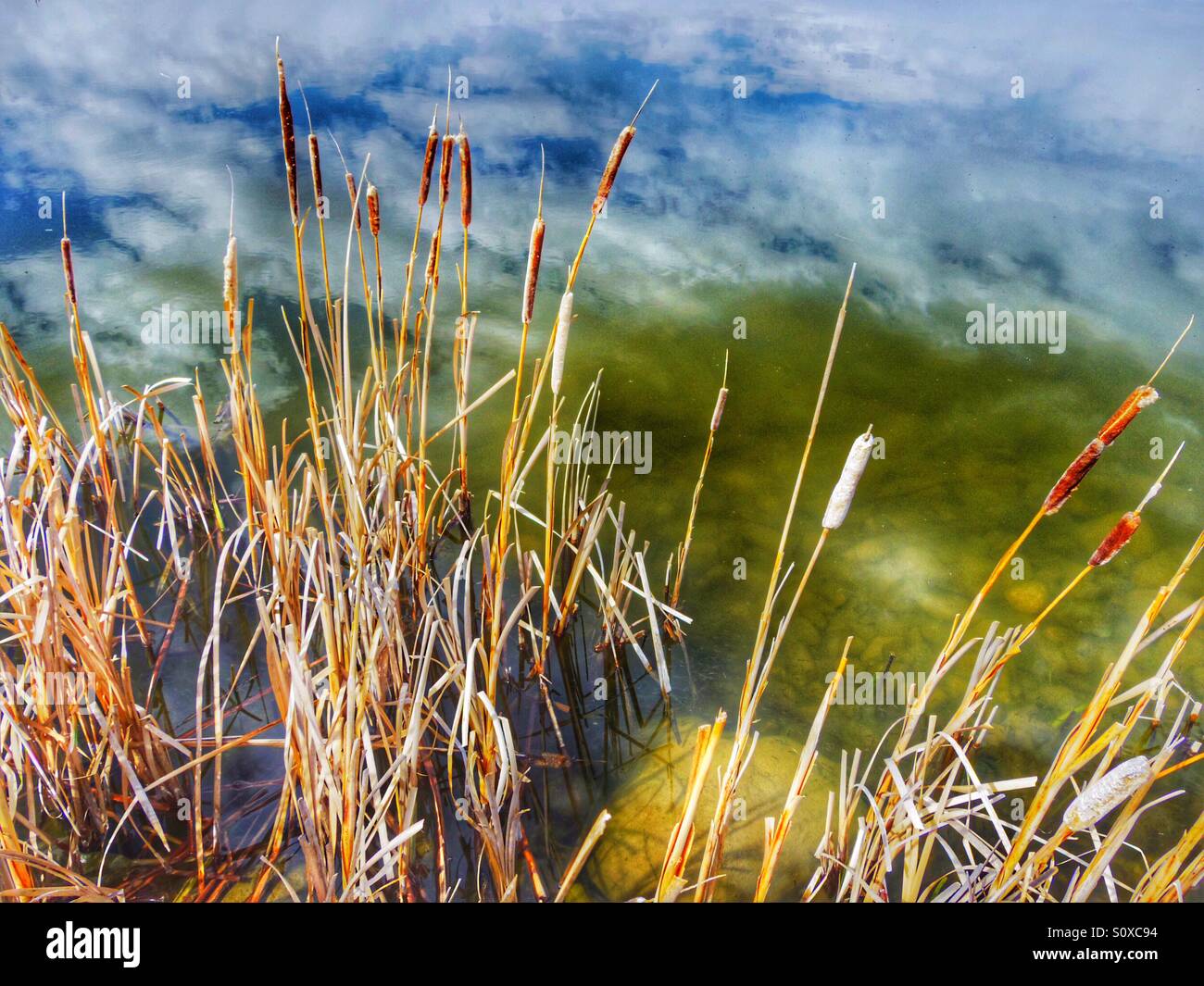 Dead cattail along a pond with the reflections of clouds in still water. Stock Photo