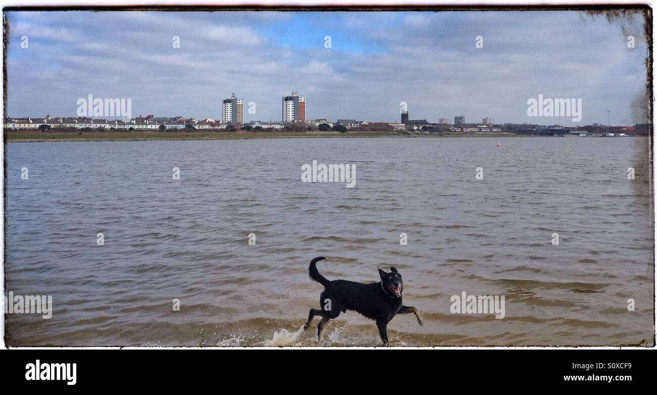 is crosby beach dog friendly