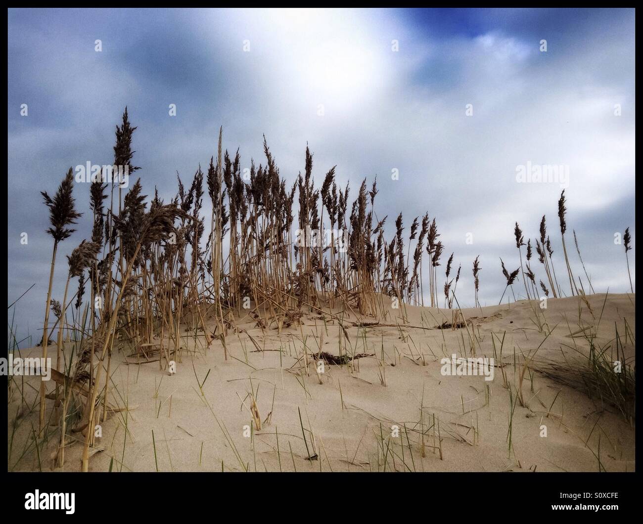Sand dunes on Crosby Beach, Liverpool, England. - Smartphone Captured Stock Image