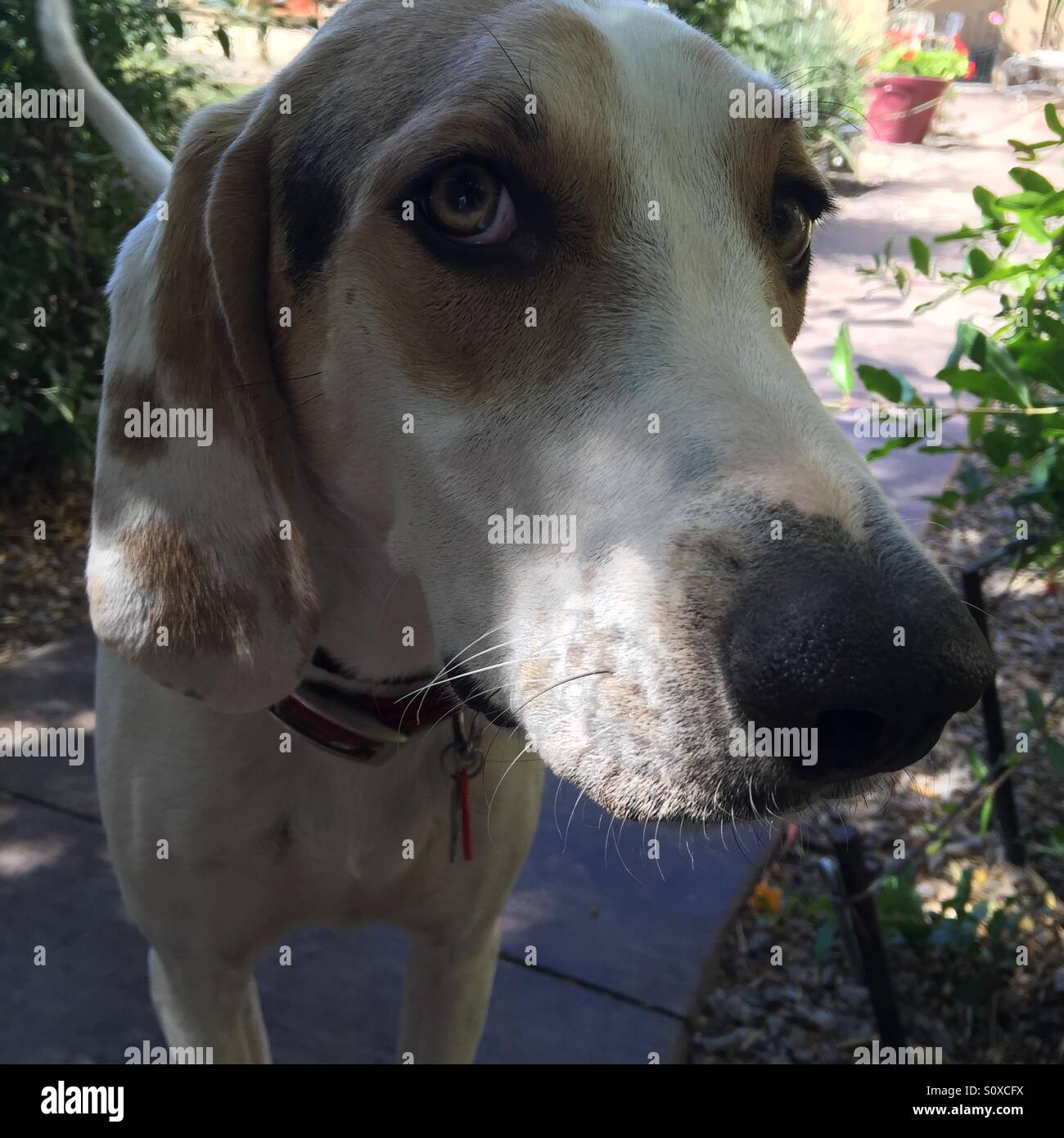 catahoula treeing walker coonhound