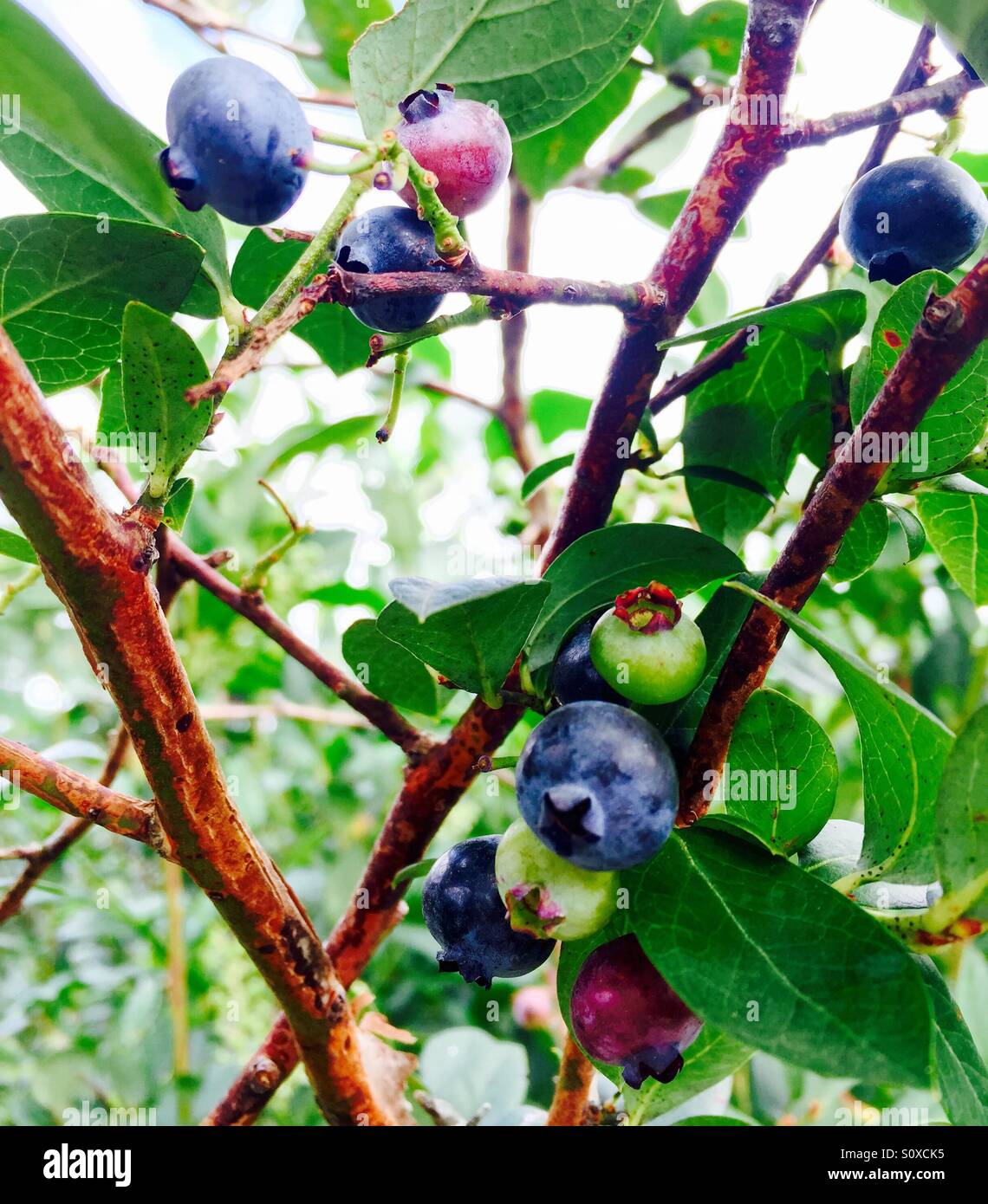 Blueberry tree hires stock photography and images Alamy