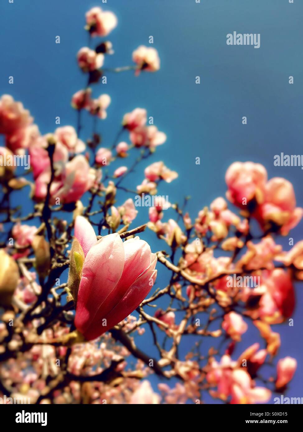 A magnolia tree blossoms in springtime, Central Park, New York City Stock Photo