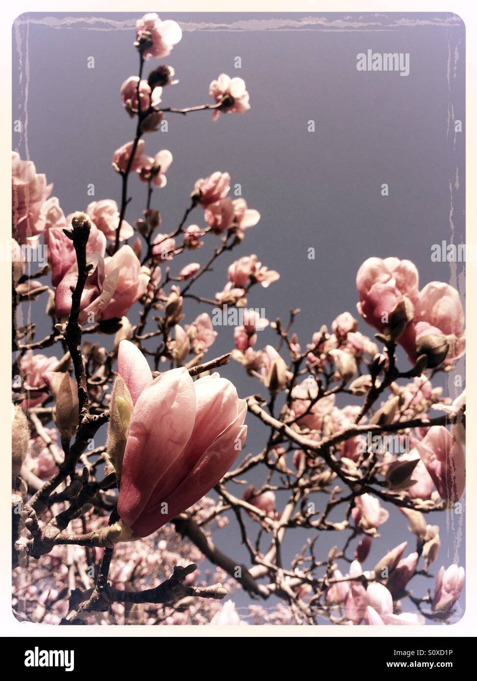 Magnolia tree in bloom in New York City's spring time Stock Photo - Alamy