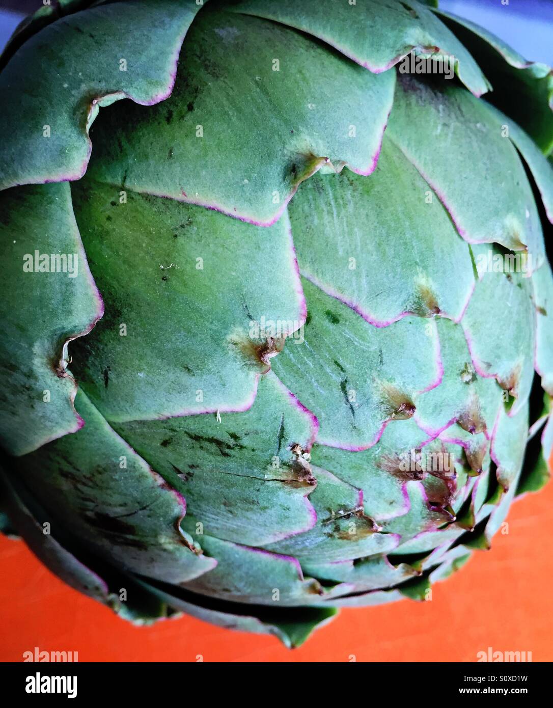 Fresh artichoke - Smartphone Captured Stock Image
