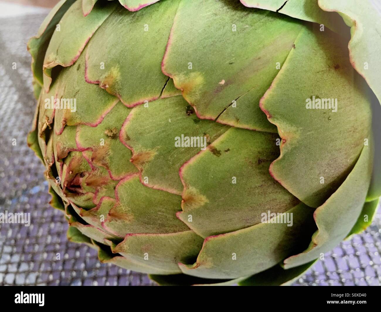 Fresh artichoke - Smartphone Captured Stock Image