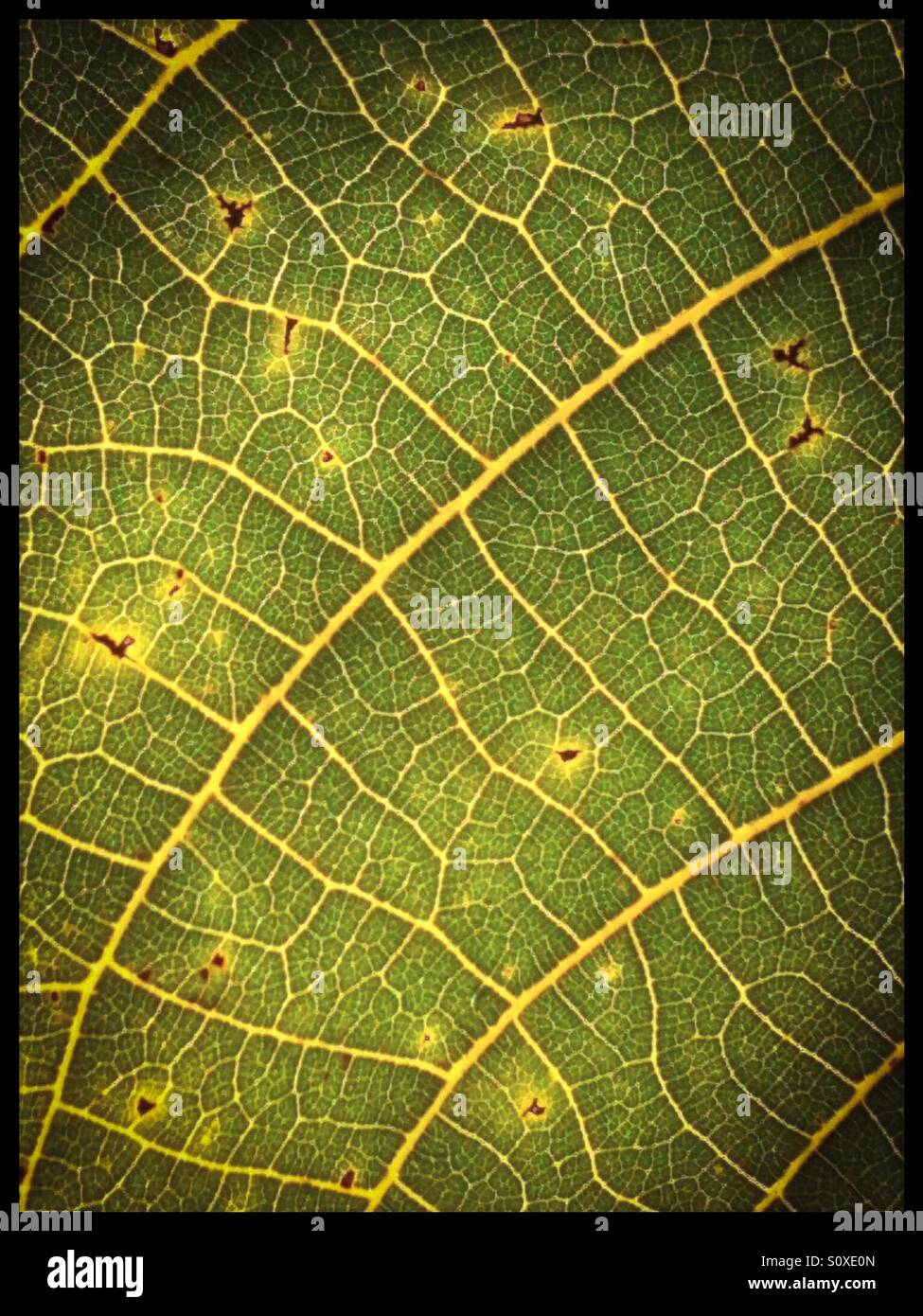 Leaf textures Stock Photo
