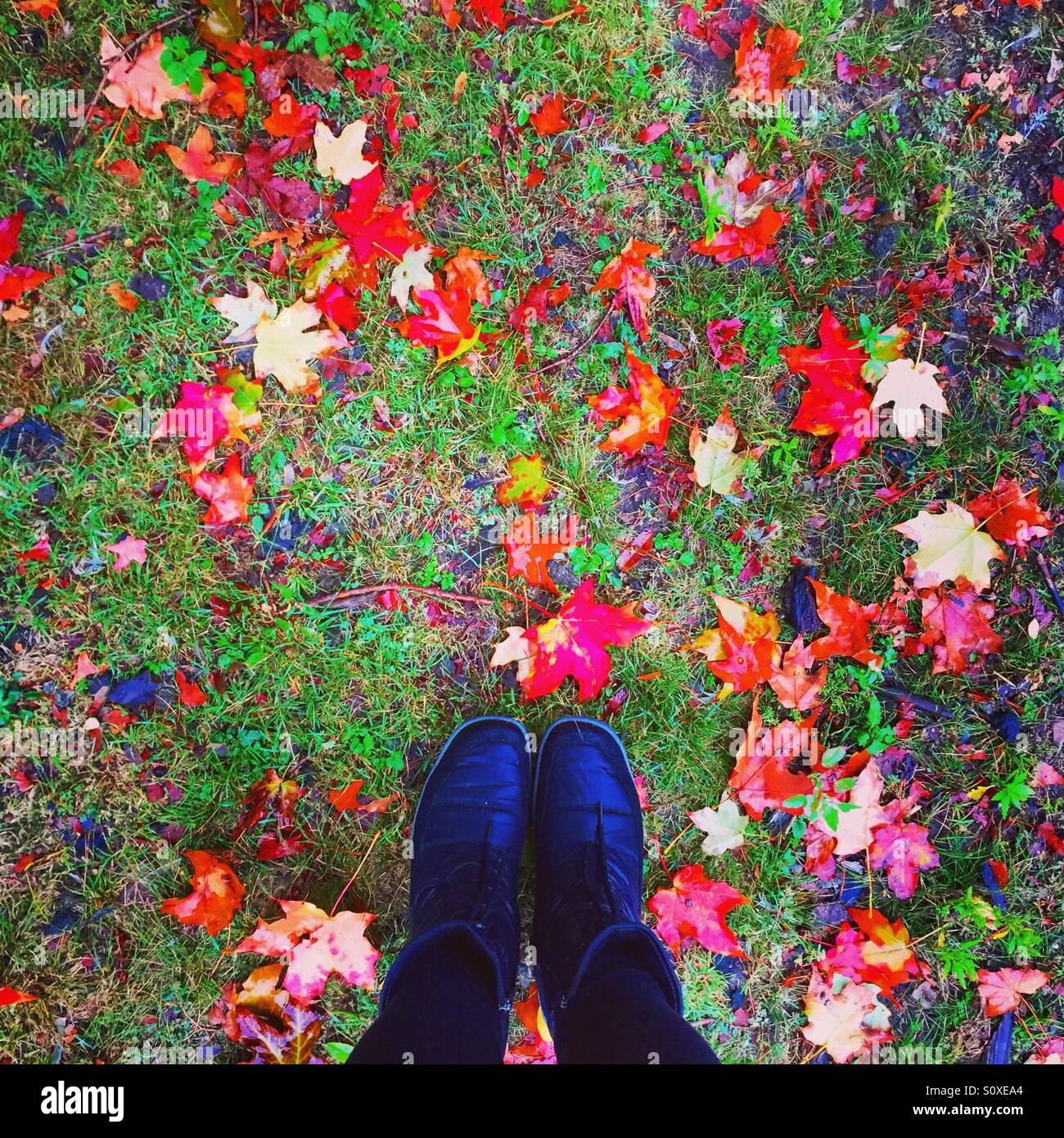 Feet standing on grass covered with colorful fall leaves Stock Photo