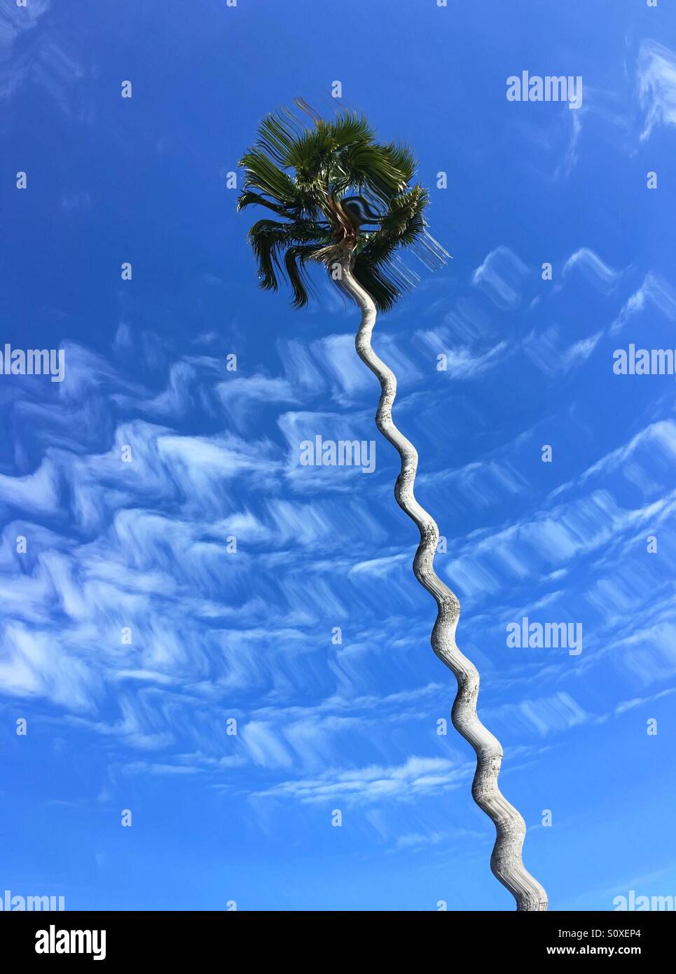 Tall Sabal Palm tree, Ponte Vedra Beach, Florida, USA. Stock Photo