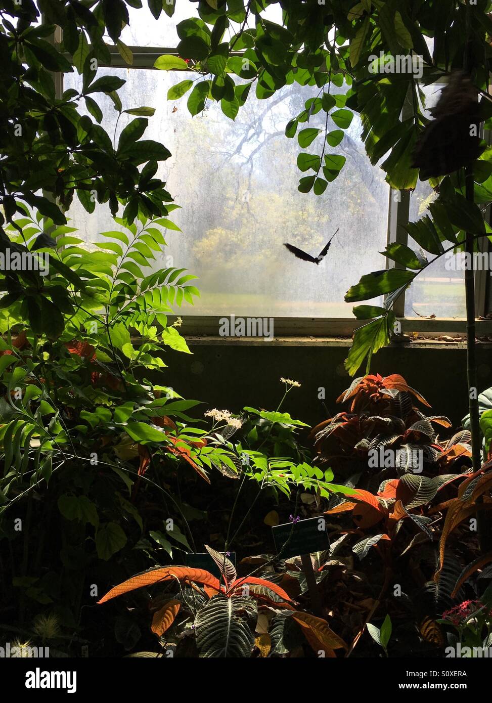 Butterfly greenhouse hires stock photography and images Alamy