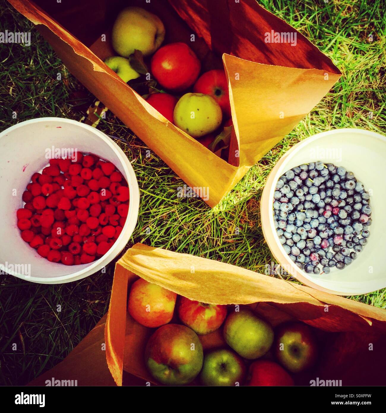 Fruit picking at a fruit farm Stock Photo Alamy