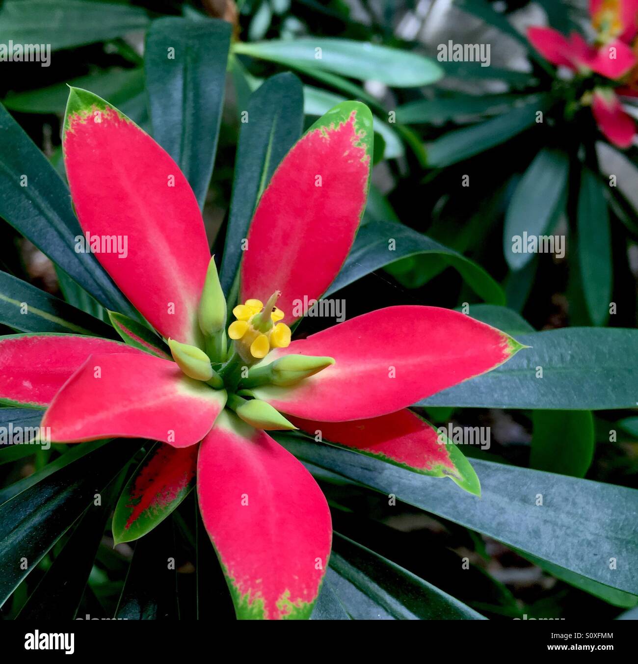 Jamaican plants hires stock photography and images Alamy