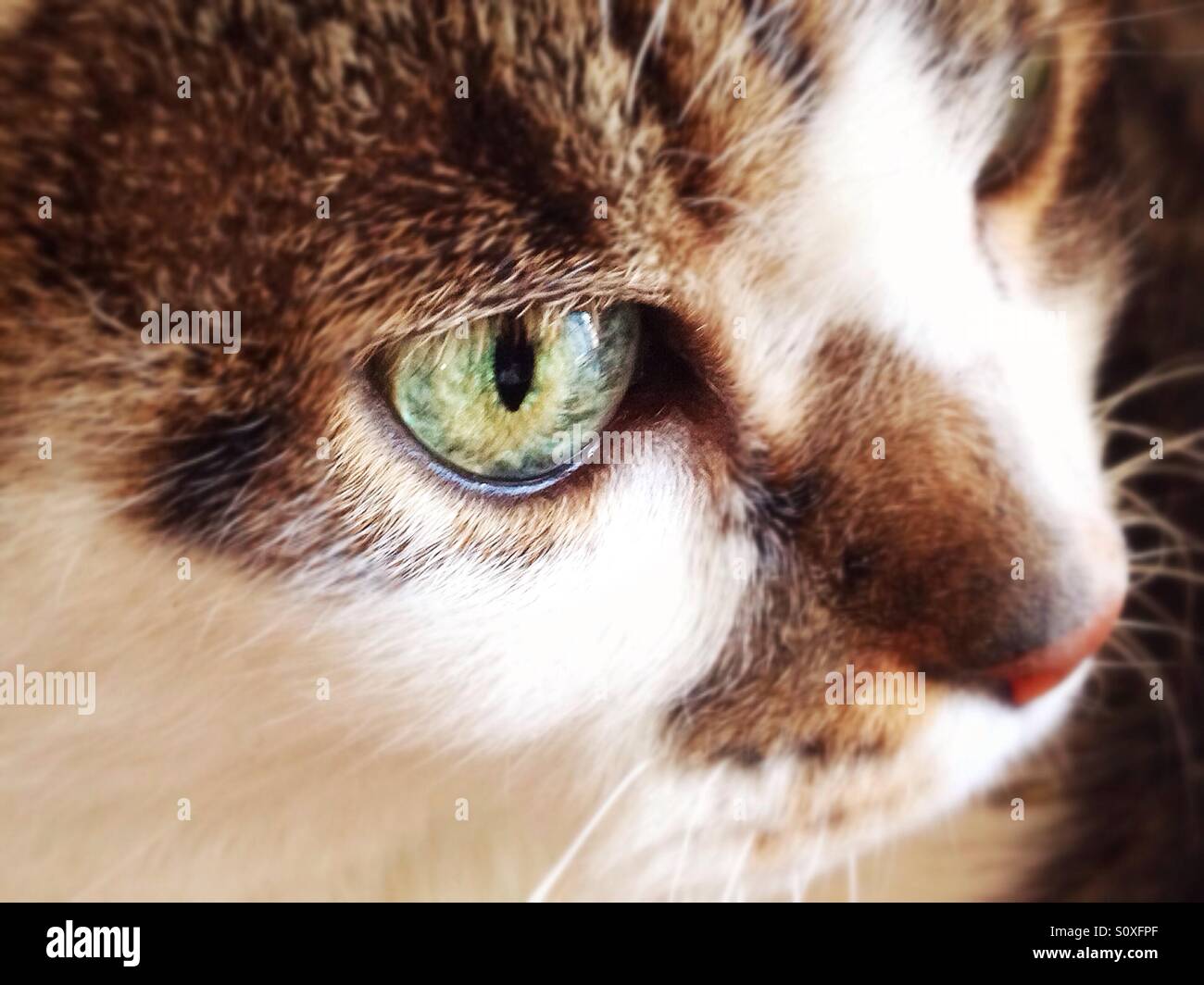 Closeup of a white and gray cat - Smartphone Captured Stock Image