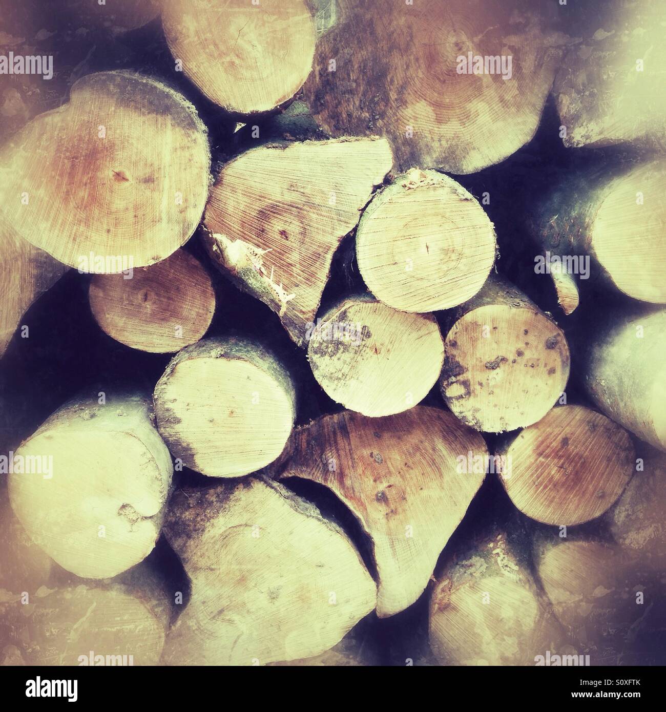 Stack of harvested tree trunks - Smartphone Captured Stock Image