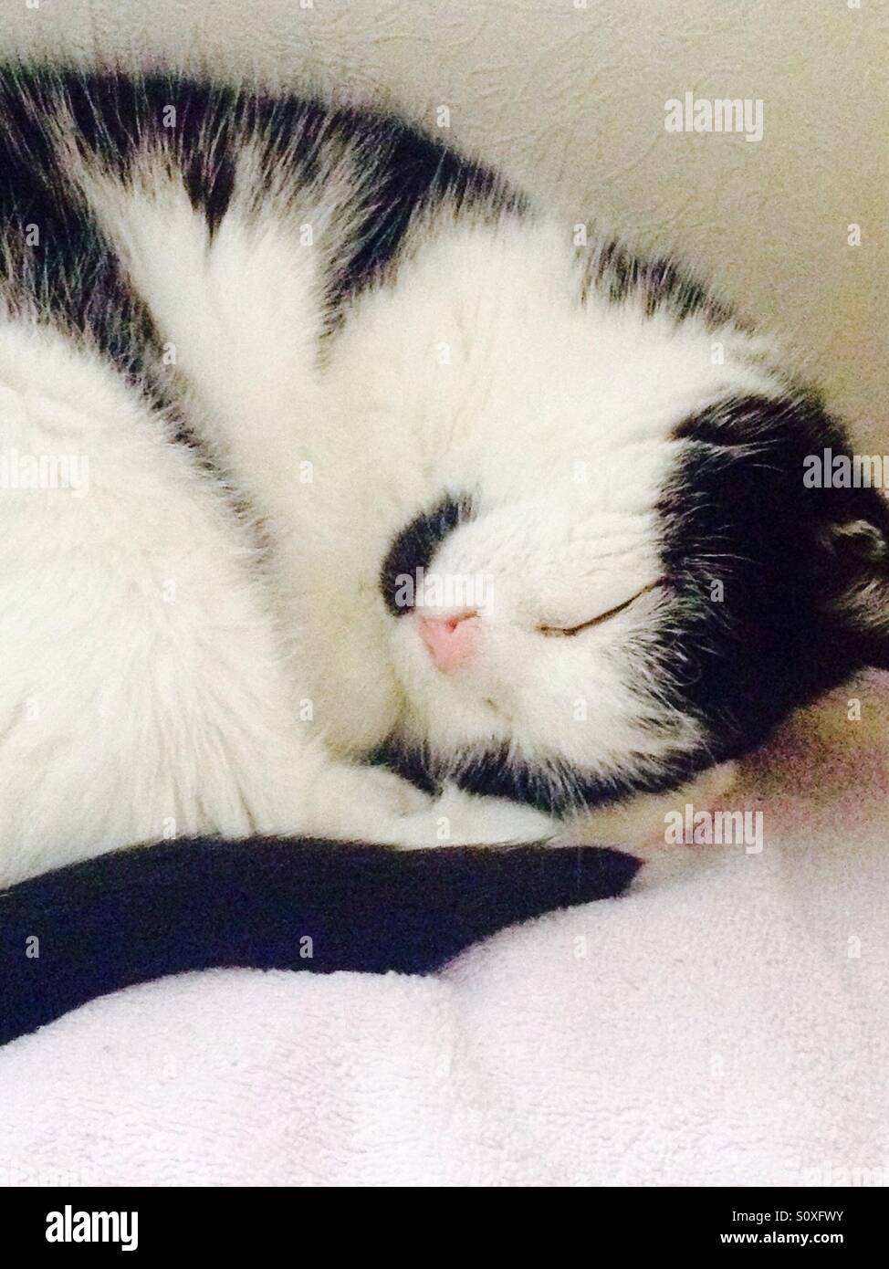 Black white cat curled up hi-res stock photography and images - Alamy
