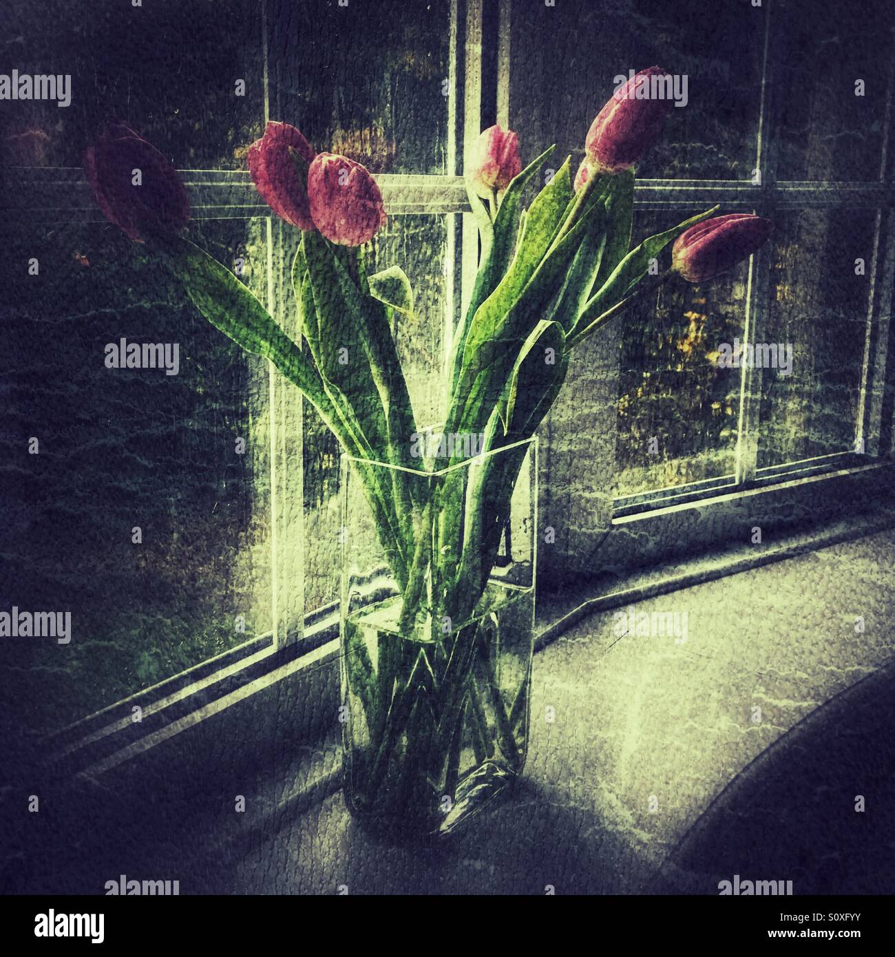Stylised still life of pink tulips in a square glass vase on a windowsill, softly lit to create a vintage, nostalgic interior mood. - Smartphone Captured Stock Image