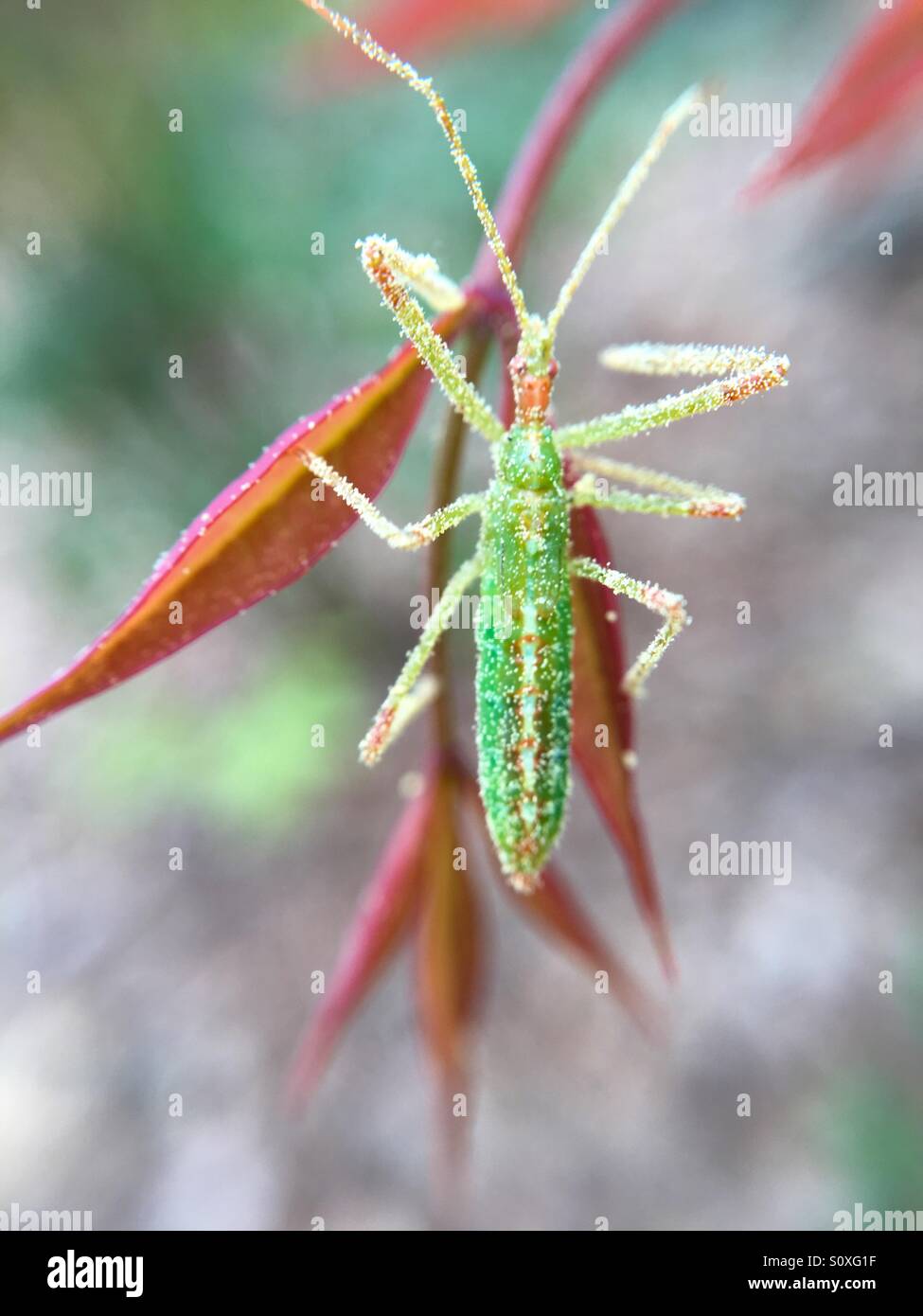 Assassin bug nymph covered in pollen Stock Photo