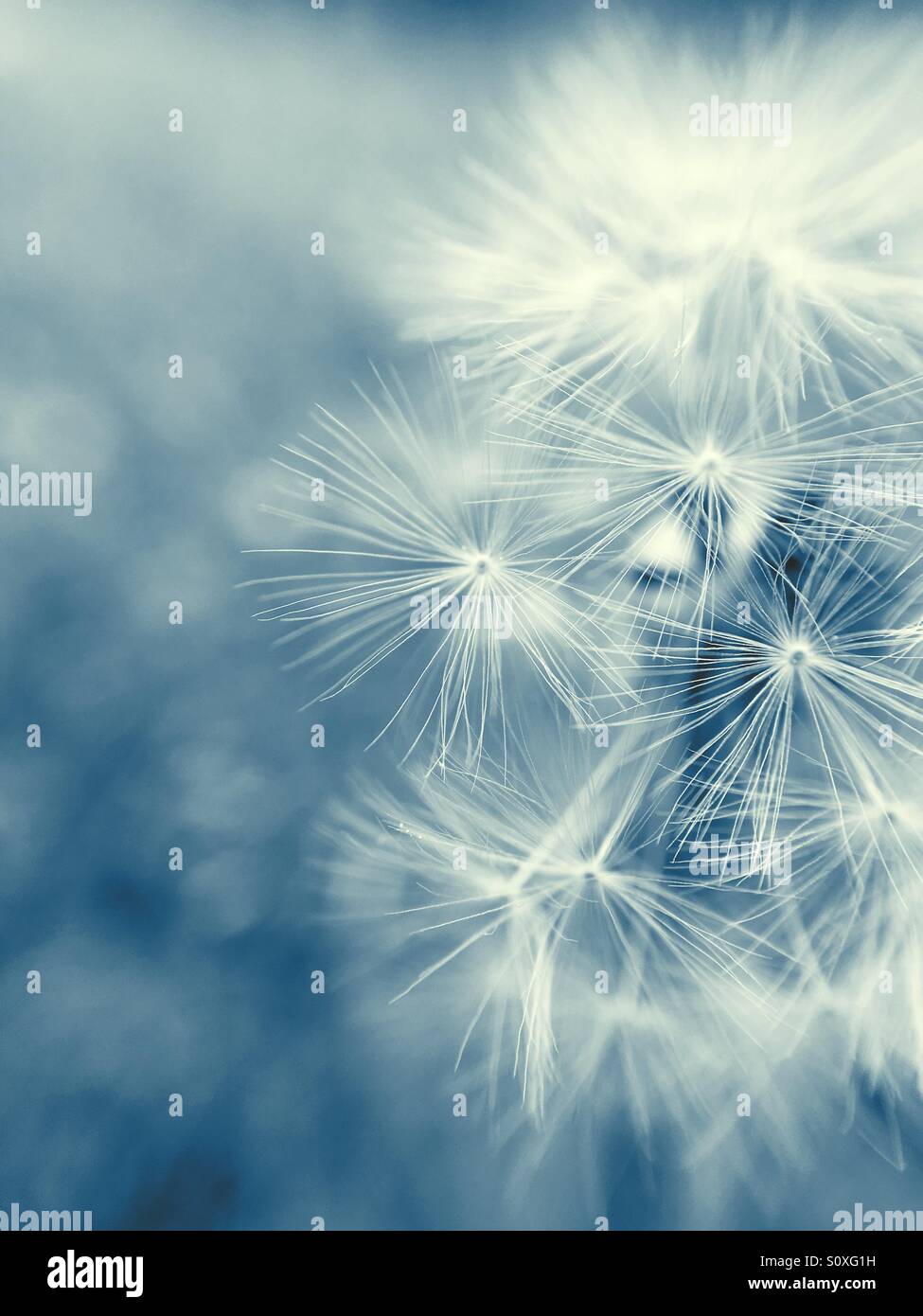 Dandelion fluff stockimo hi-res stock photography and images - Alamy