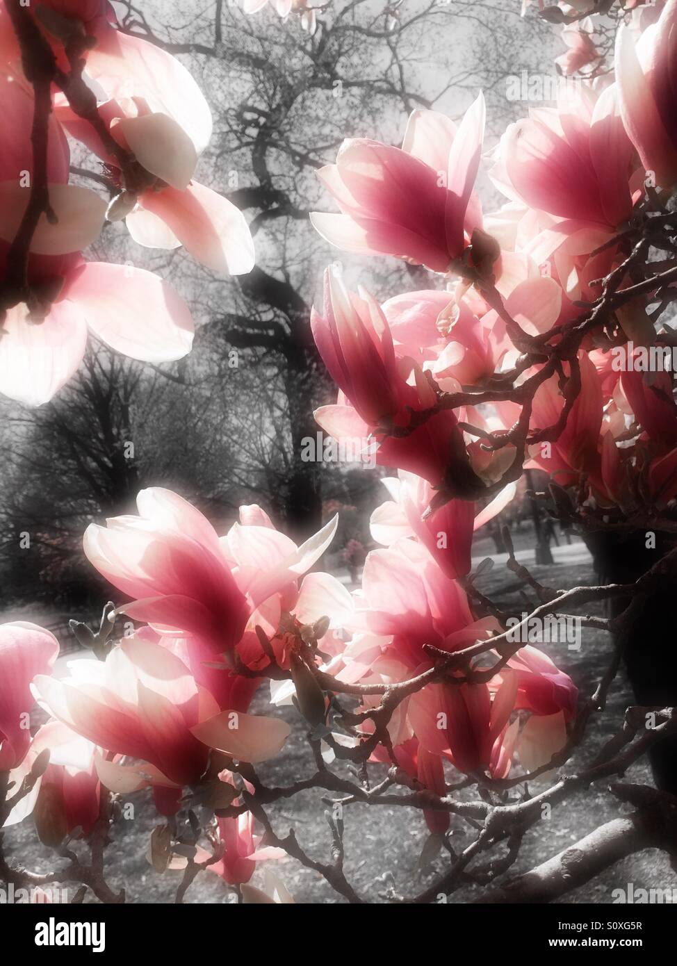 Magnolia blossoms in Central Park, spring time, NYC. - Smartphone Captured Stock Image